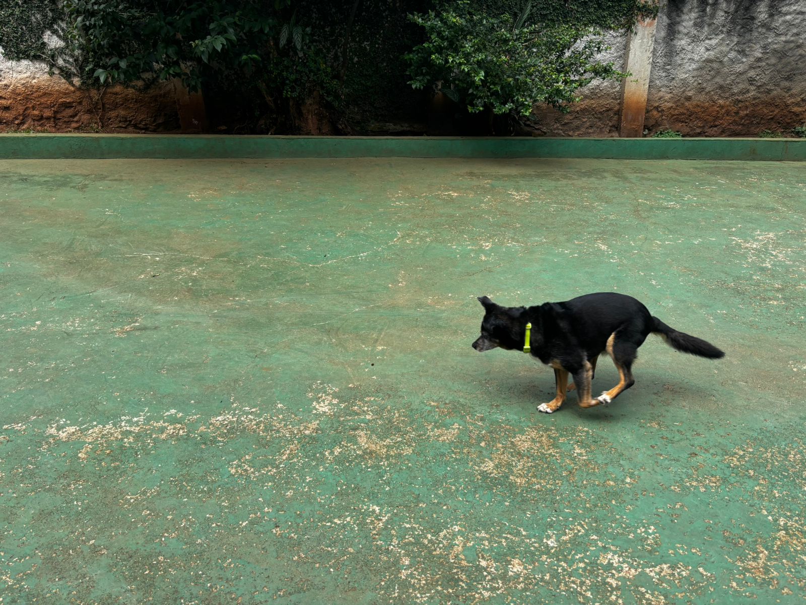 Foto do dia 31/03/2026 12:40  na clínica Animal House