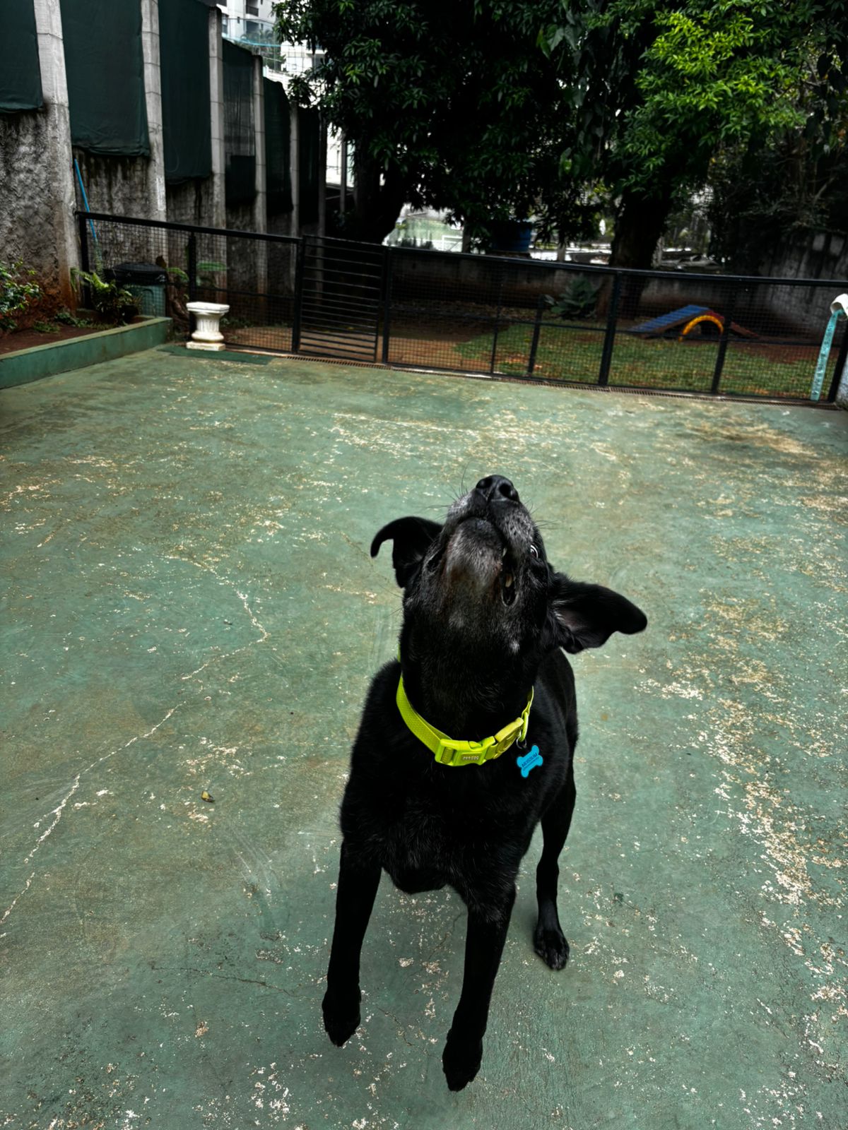 Foto do dia 31/03/2026 12:45  na clínica Animal House