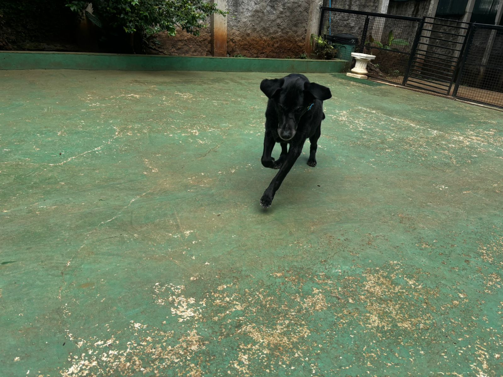 Foto do dia 31/03/2026 12:45  na clínica Animal House