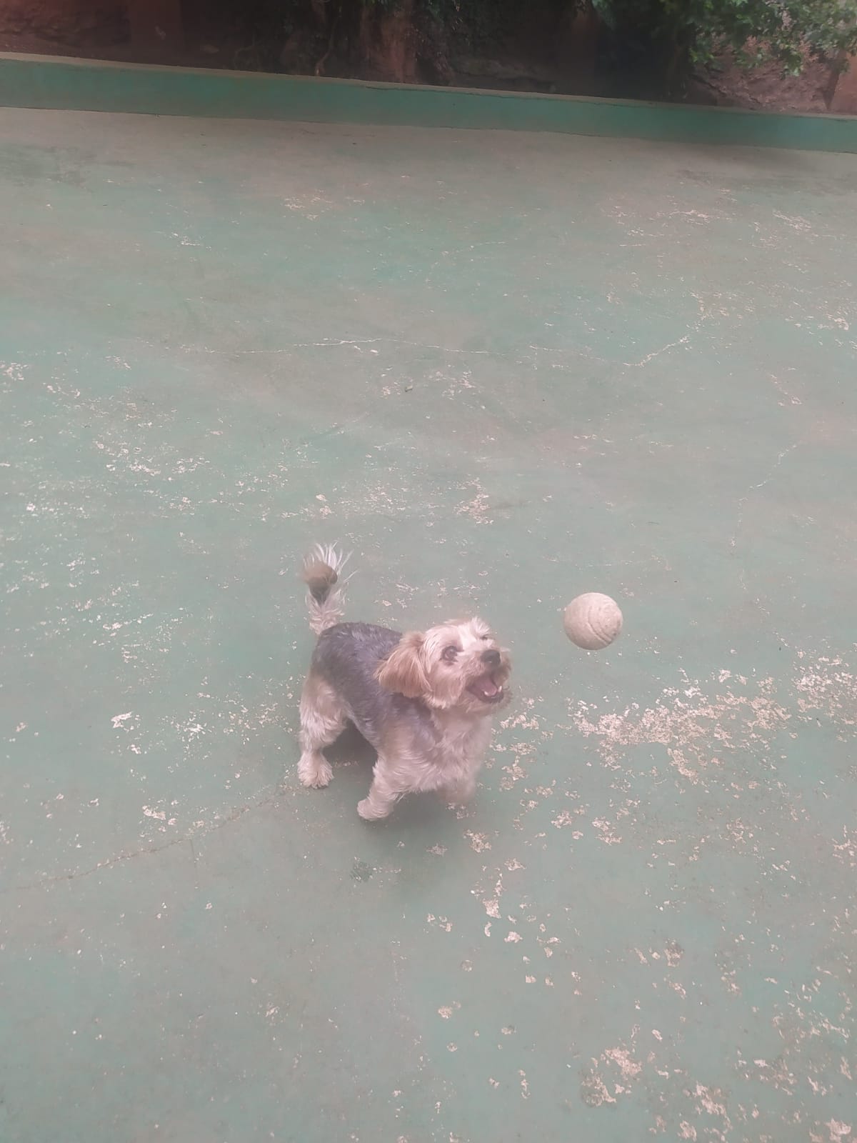 Foto do dia 31/03/2026 12:57  na clínica Animal House