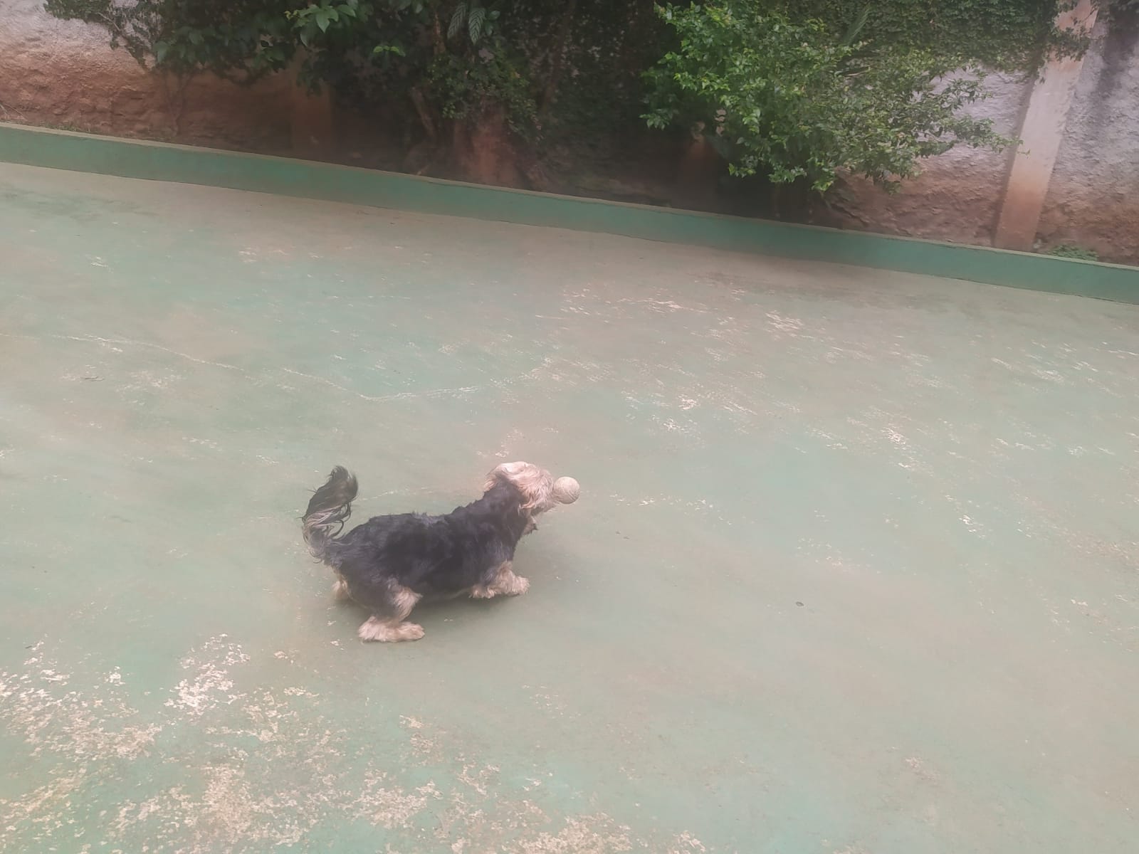 Foto do dia 31/03/2026 13:01  na clínica Animal House