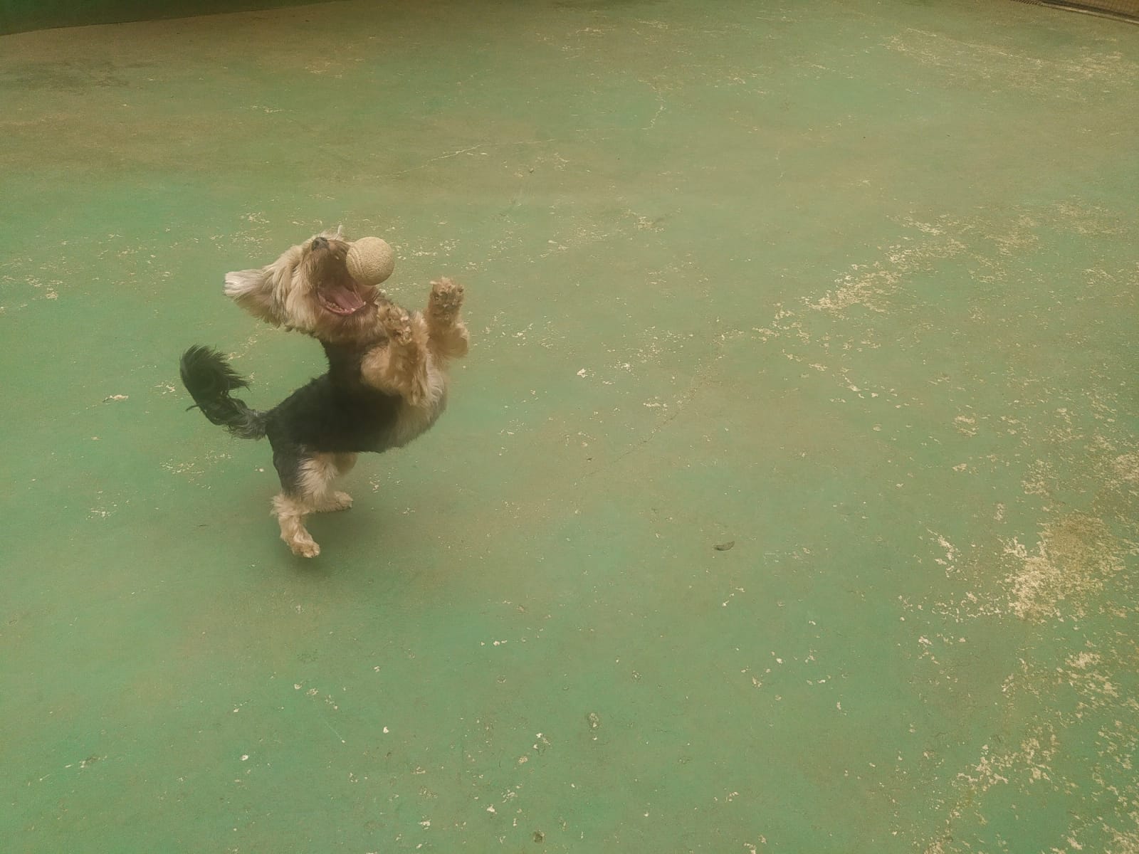 Foto do dia 31/03/2026 13:01  na clínica Animal House