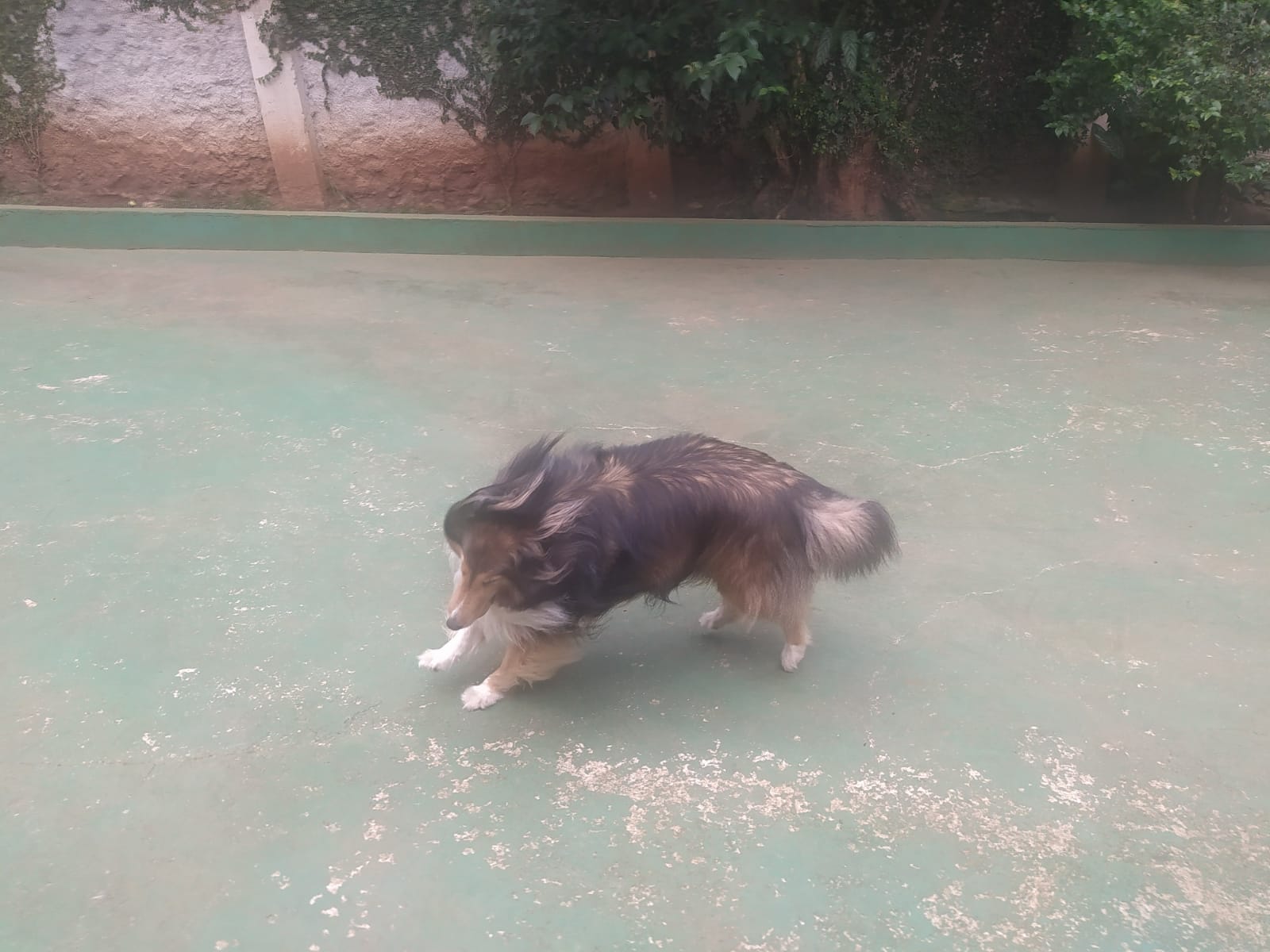 Foto do dia 31/03/2026 13:17  na clínica Animal House