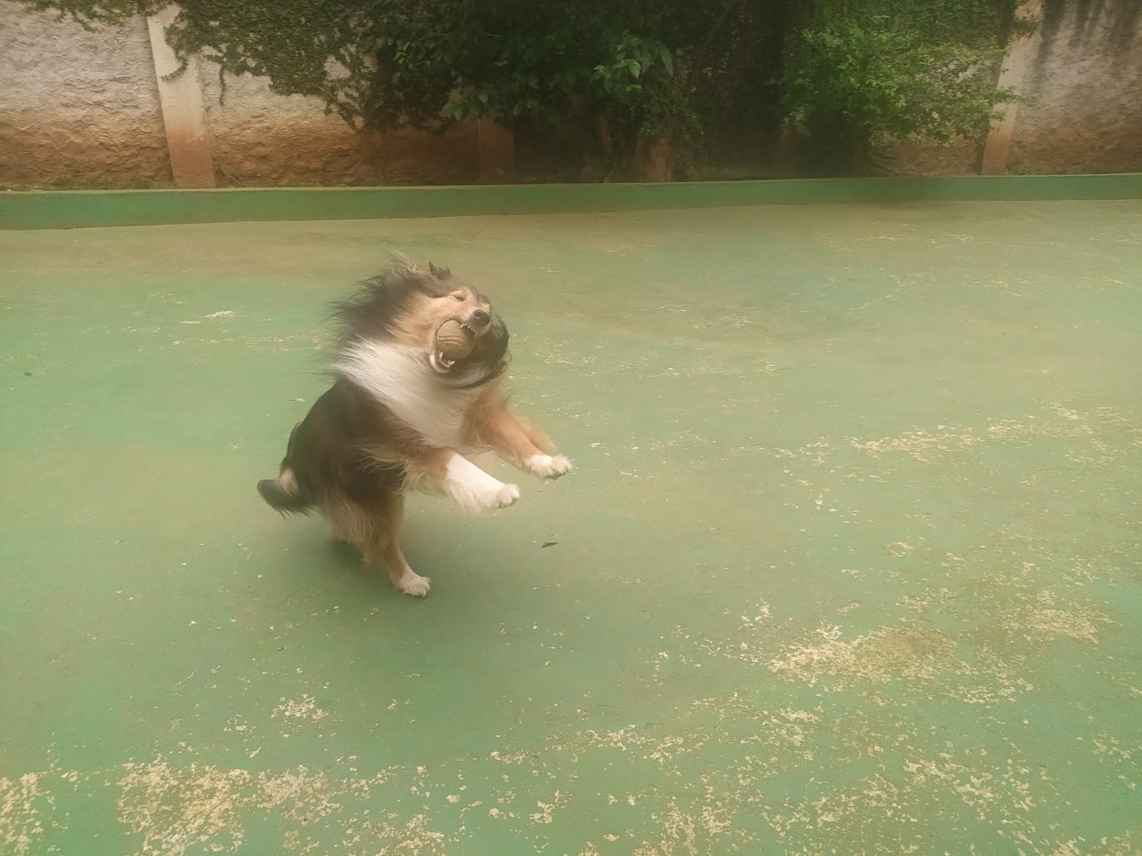 Foto do dia 31/03/2026 13:17  na clínica Animal House