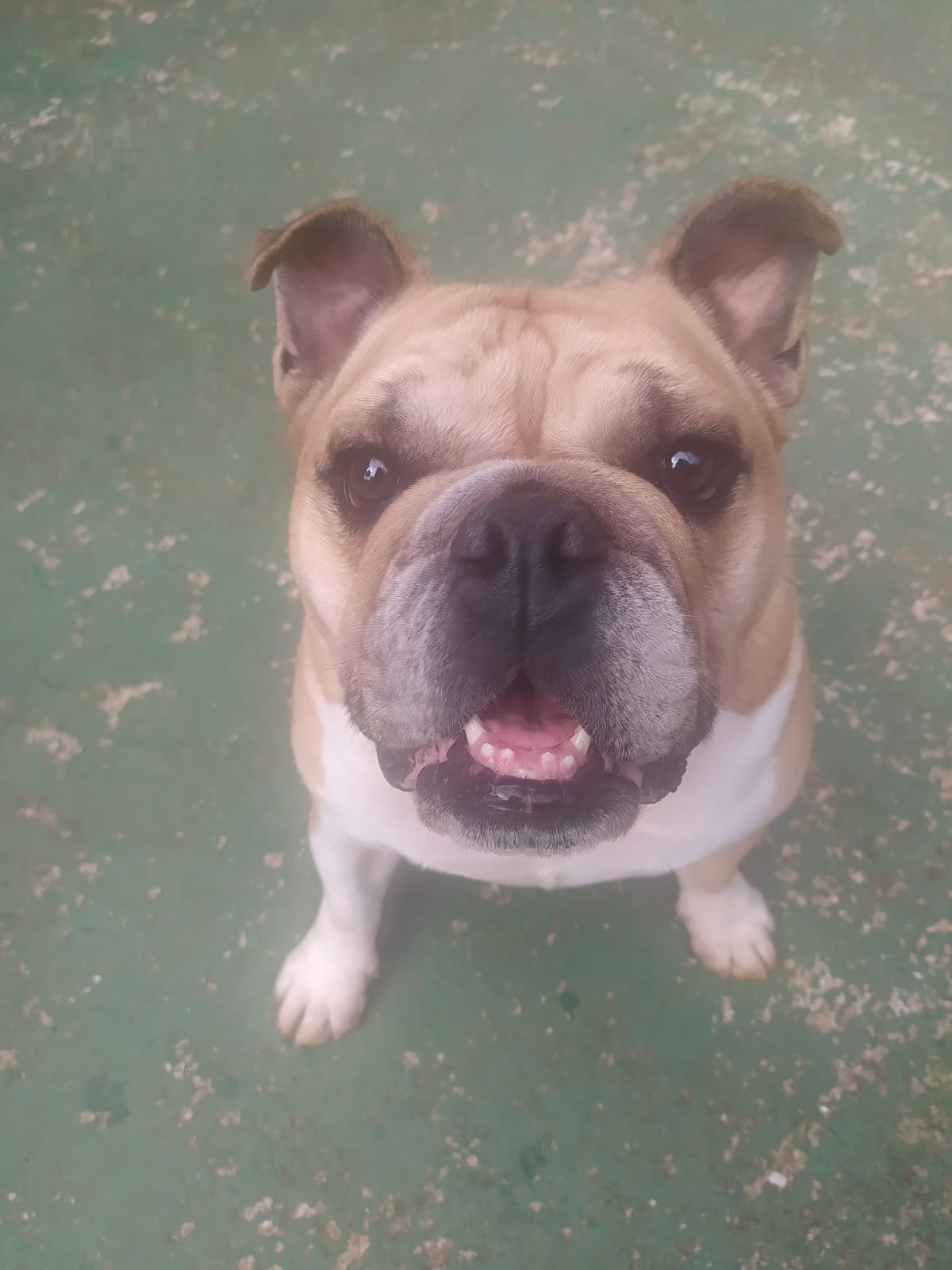 Foto do dia 01/04/2026 09:56  na clínica Animal House