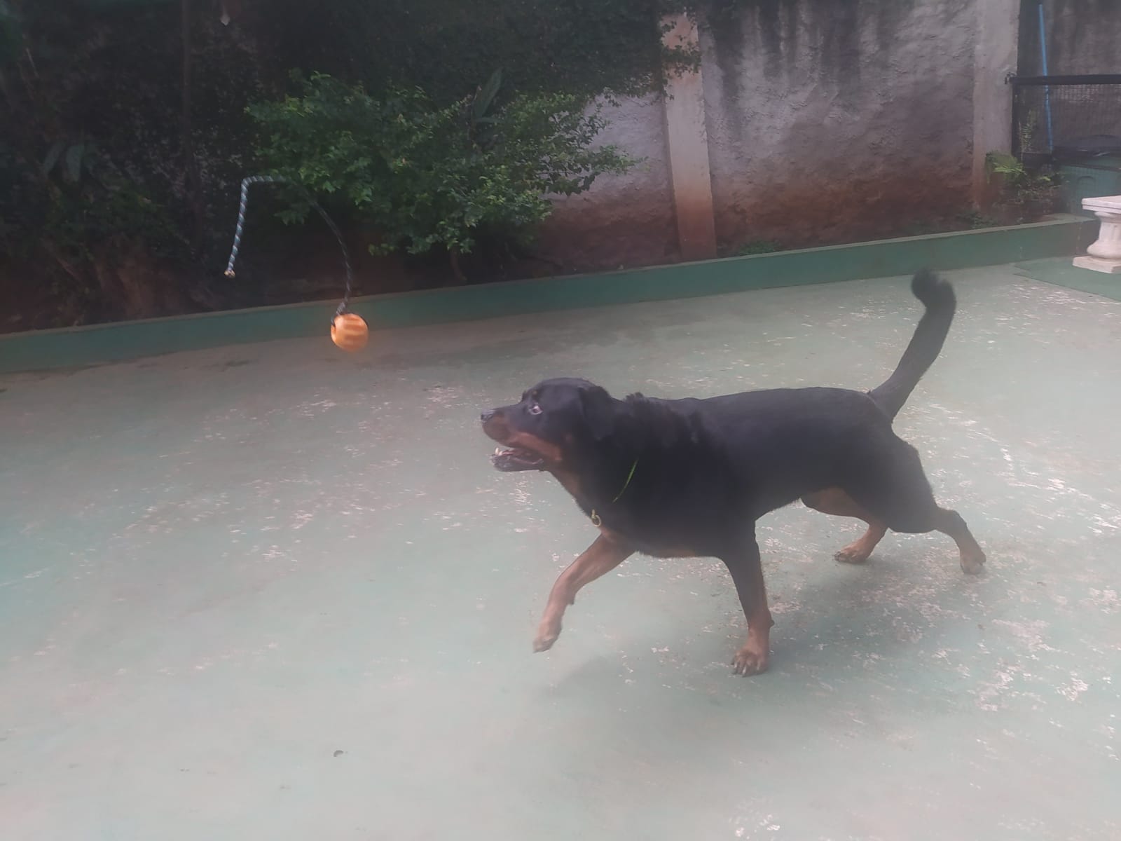 Foto do dia 01/04/2026 09:57  na clínica Animal House