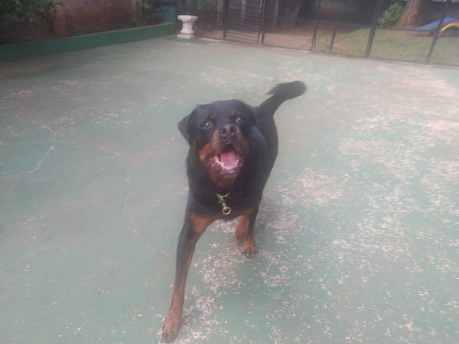 Foto do dia 01/04/2026 09:57  na clínica Animal House