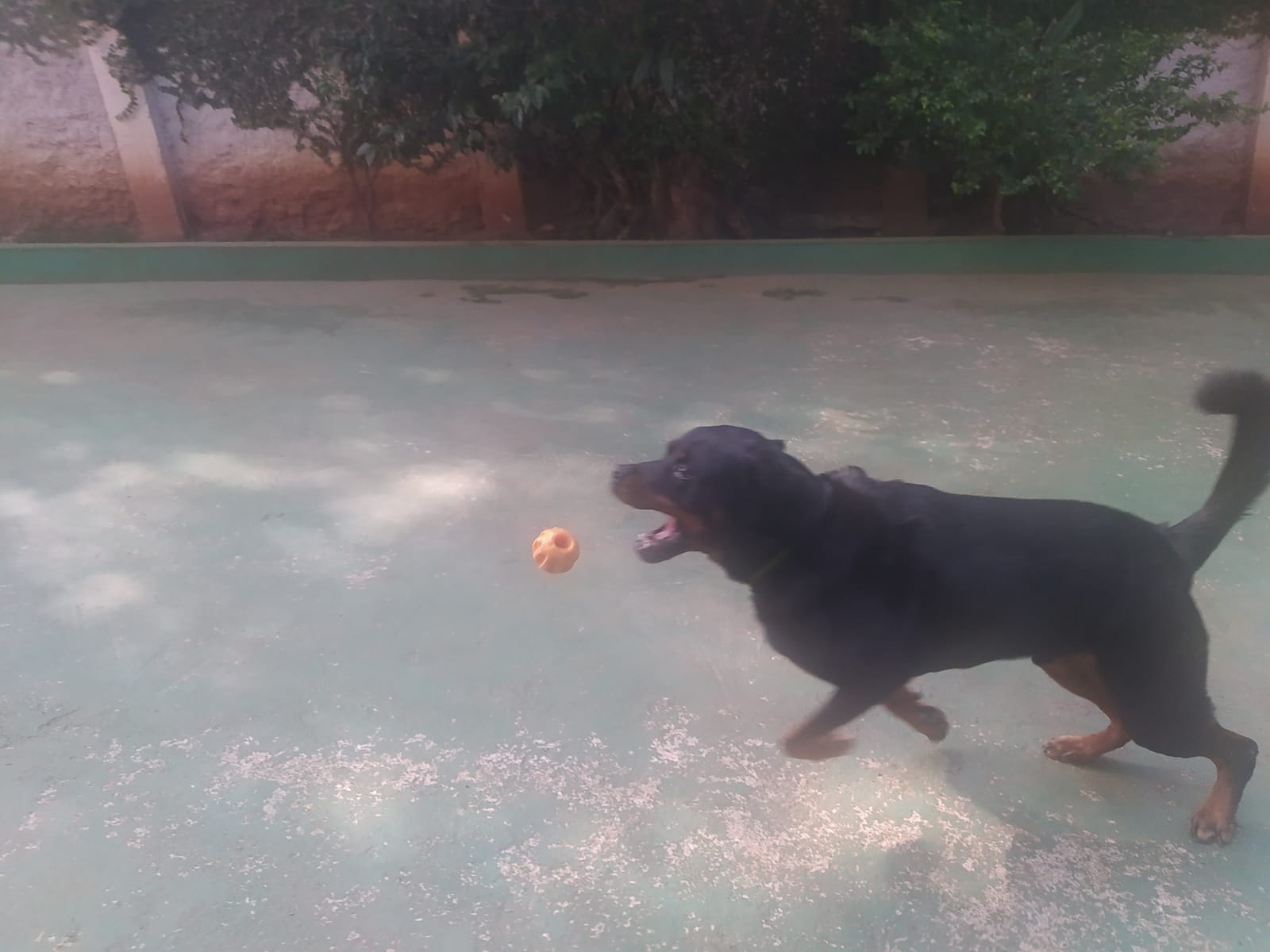 Foto do dia 01/04/2026 09:57  na clínica Animal House