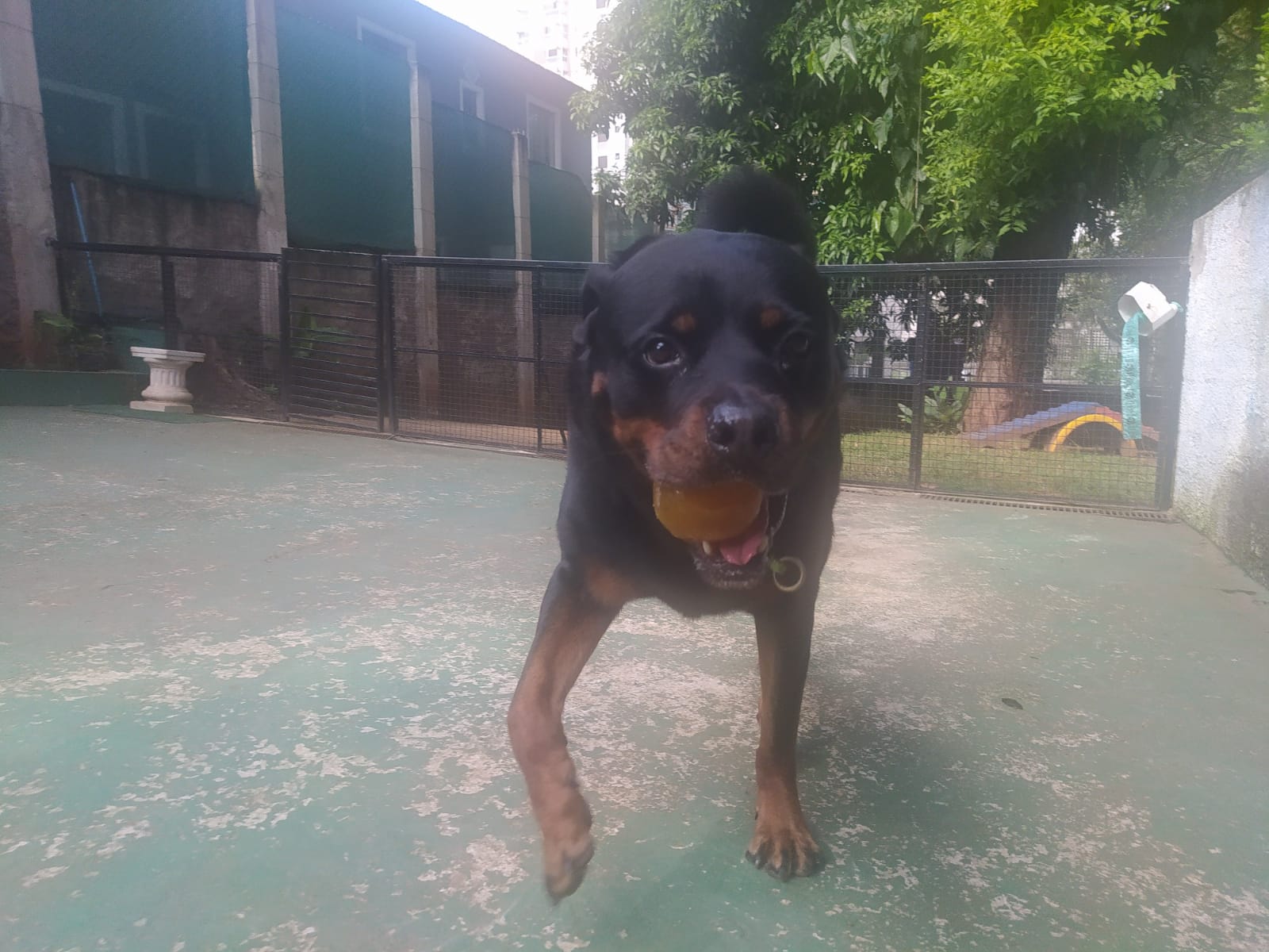 Foto do dia 01/04/2026 09:57  na clínica Animal House