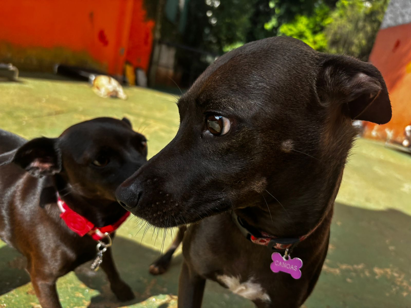 Foto do dia 01/04/2026 10:01  na clínica Animal House