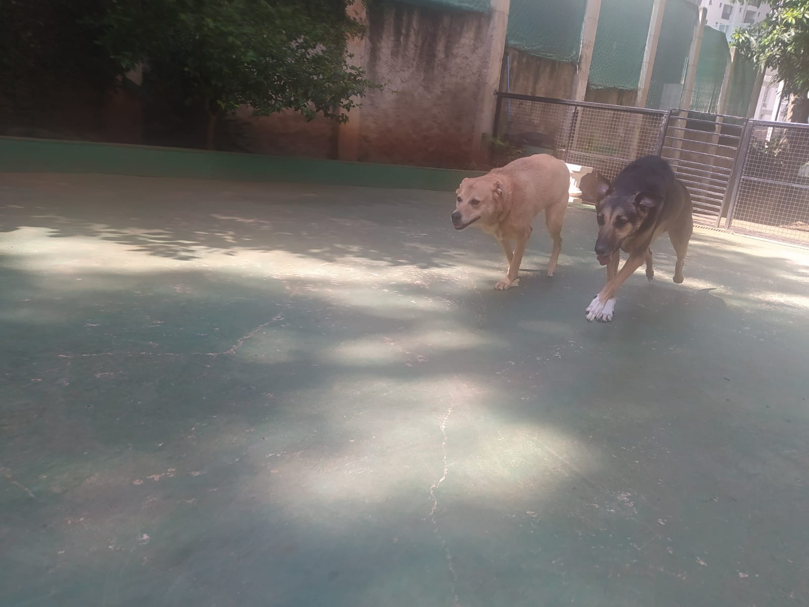 Foto do dia 01/04/2026 10:16  na clínica Animal House