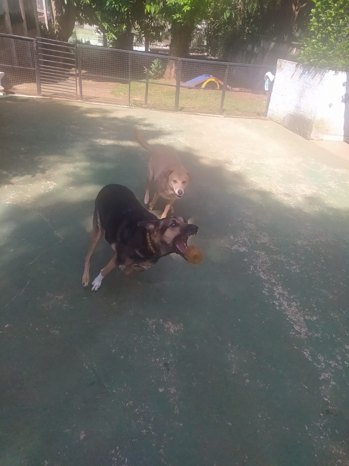 Foto do dia 01/04/2026 10:17  na clínica Animal House