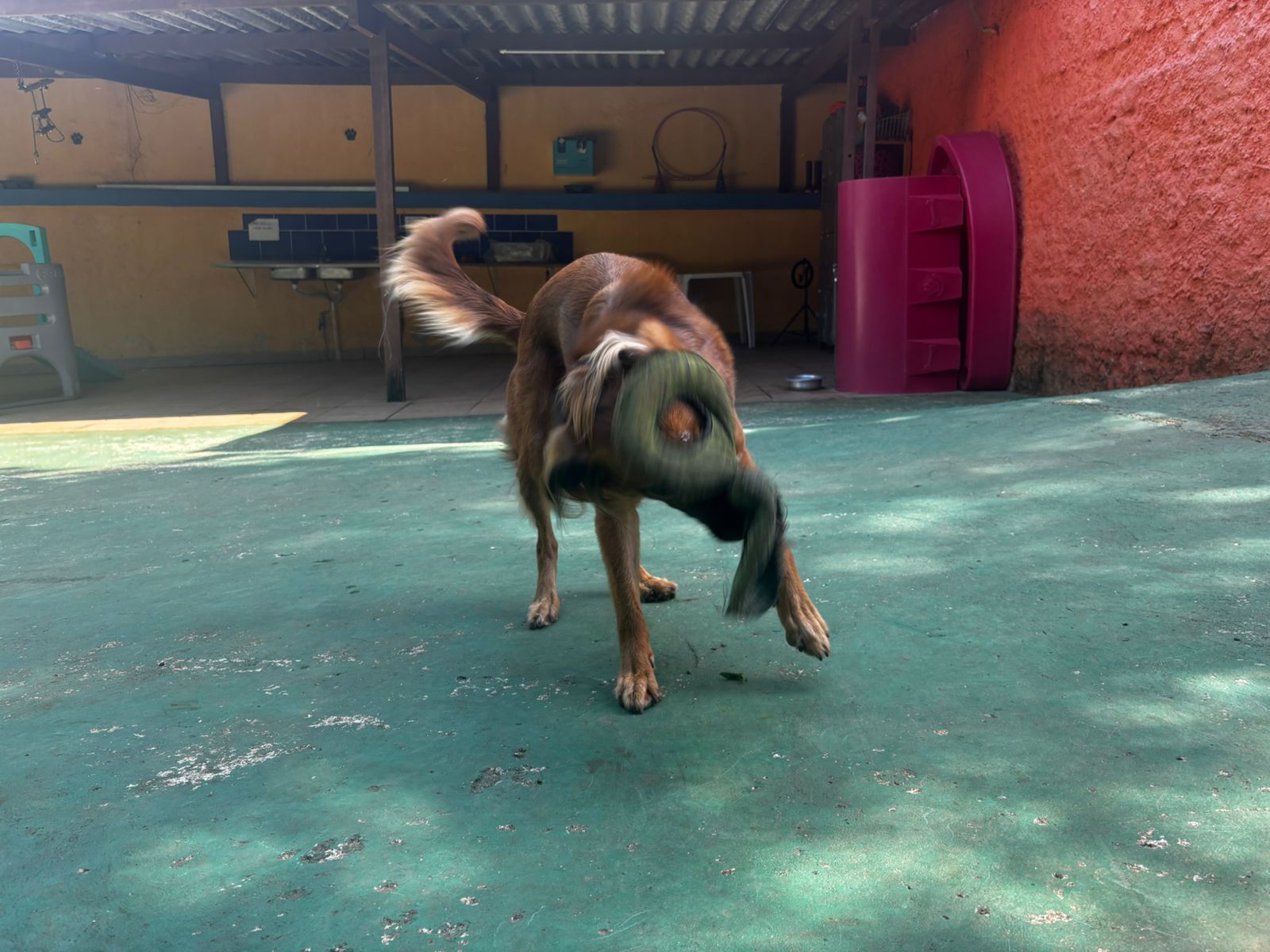 Foto do dia 01/04/2026 10:48  na clínica Animal House