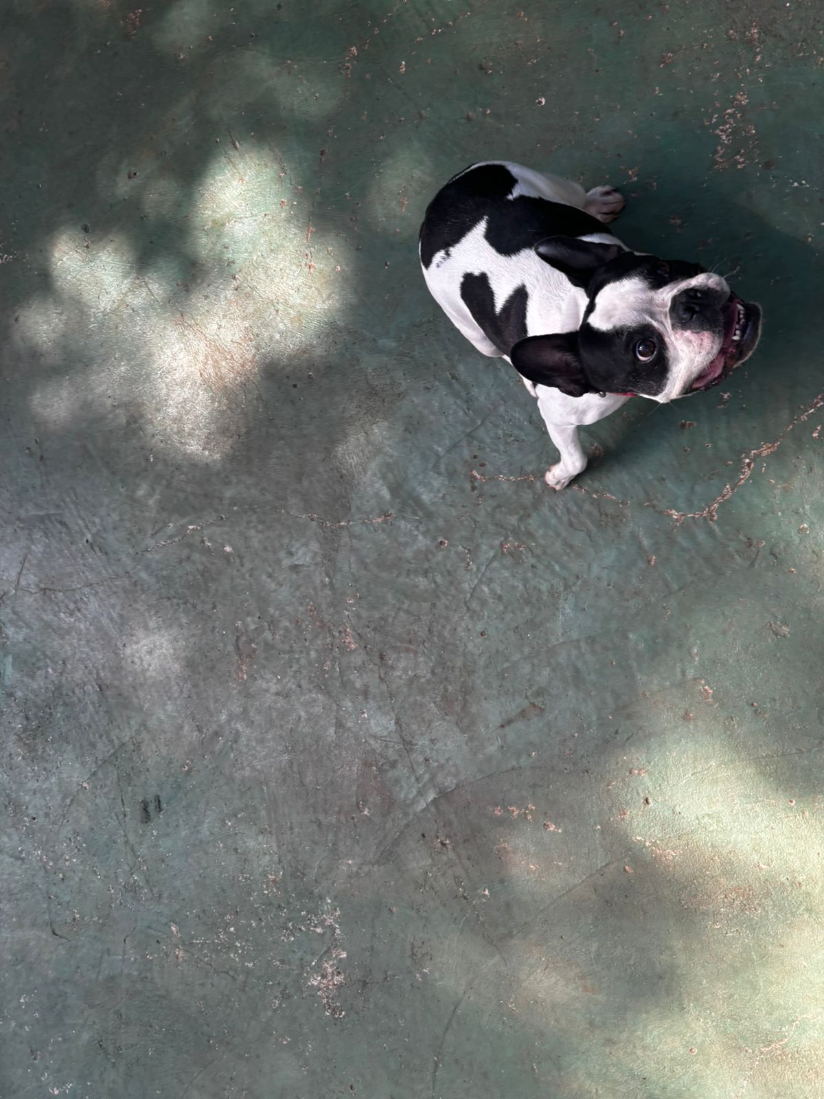 Foto do dia 01/04/2026 10:49  na clínica Animal House