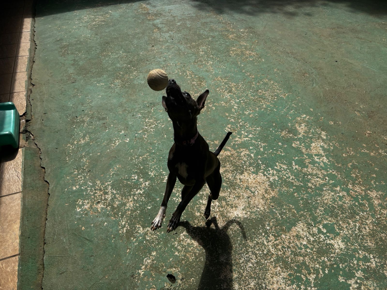 Foto do dia 01/04/2026 10:55  na clínica Animal House