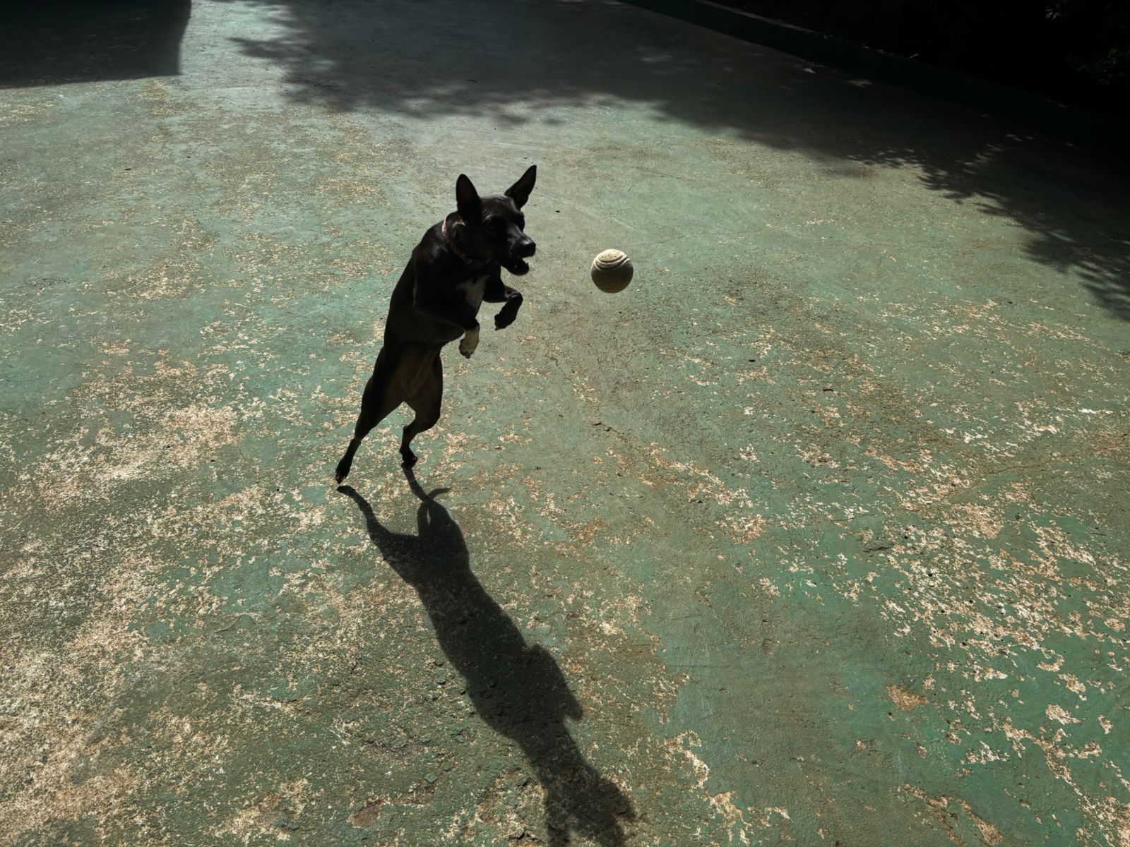 Foto do dia 01/04/2026 10:55  na clínica Animal House