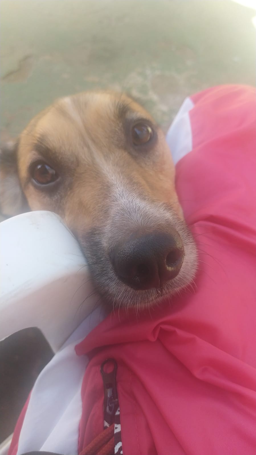 Foto do dia 01/04/2026 11:10  na clínica Animal House