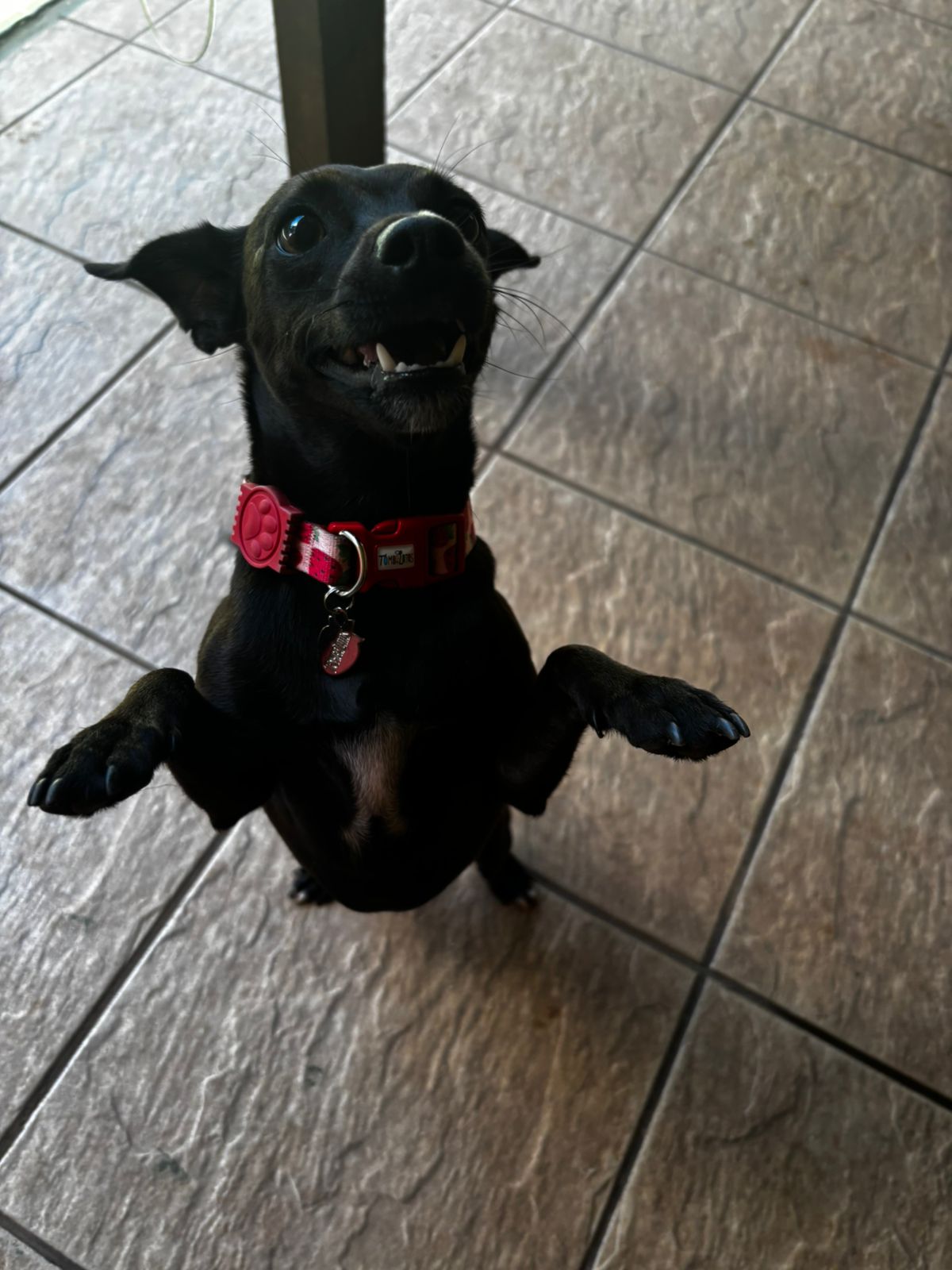 Foto do dia 01/04/2026 11:12  na clínica Animal House