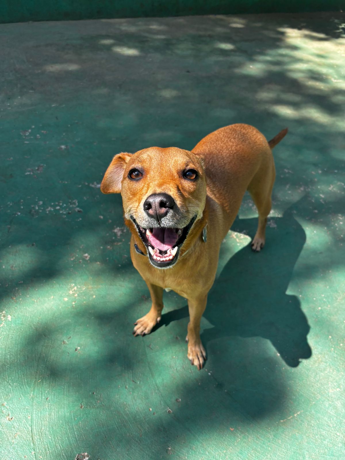 Foto do dia 01/04/2026 11:22  na clínica Animal House