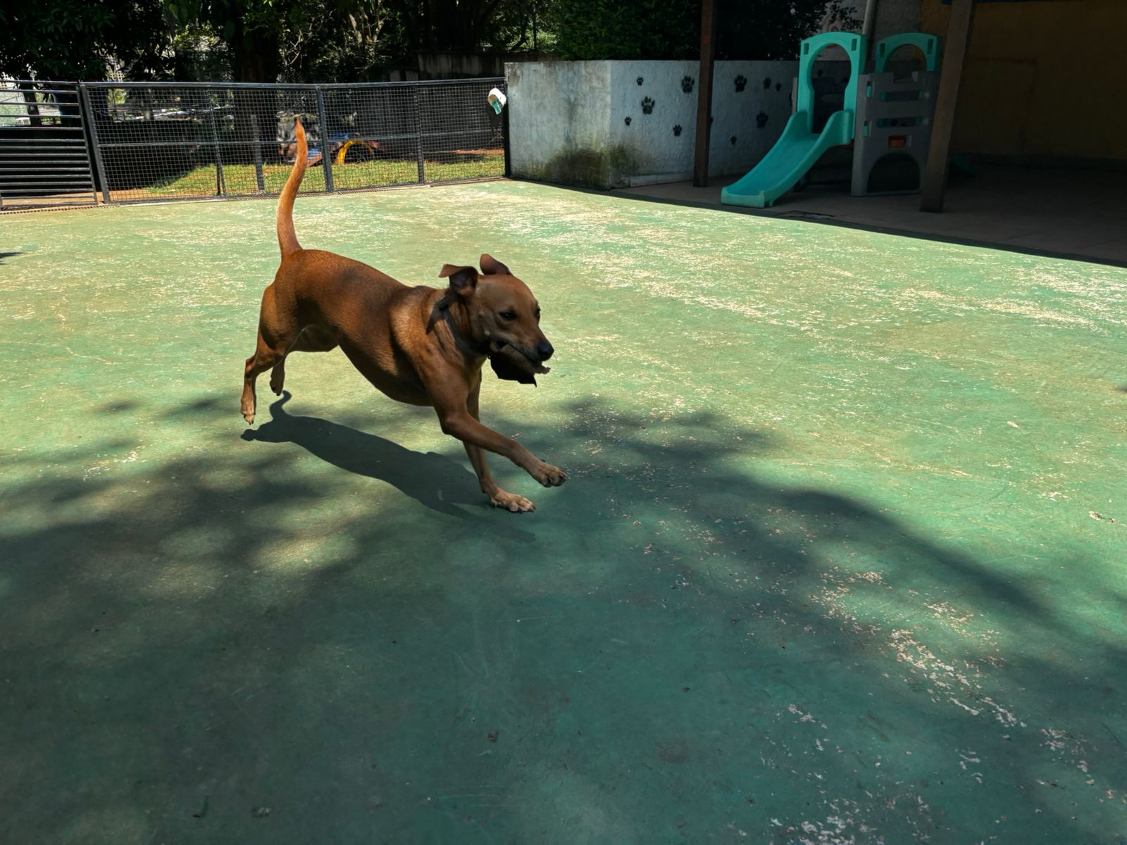 Foto do dia 01/04/2026 11:22  na clínica Animal House