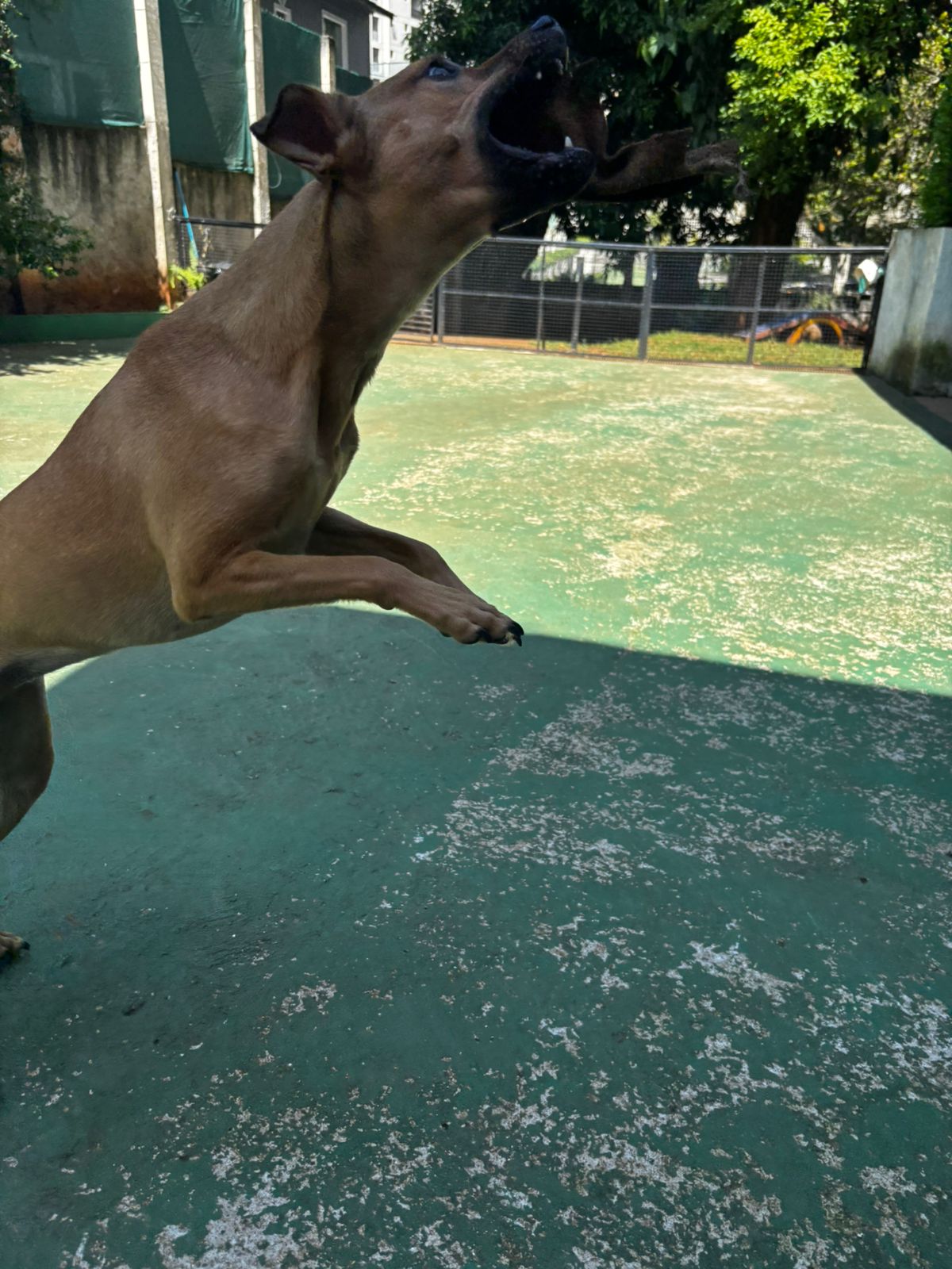 Foto do dia 01/04/2026 11:23  na clínica Animal House