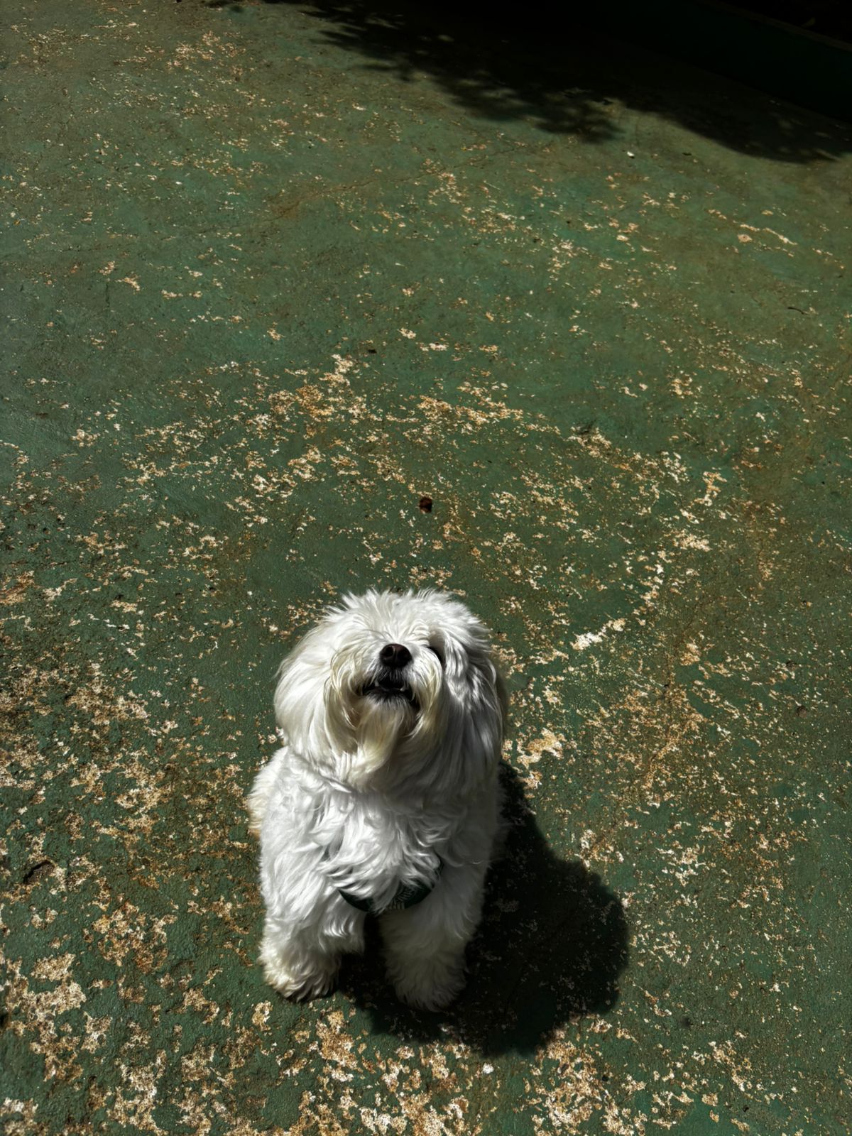 Foto do dia 01/04/2026 11:36  na clínica Animal House