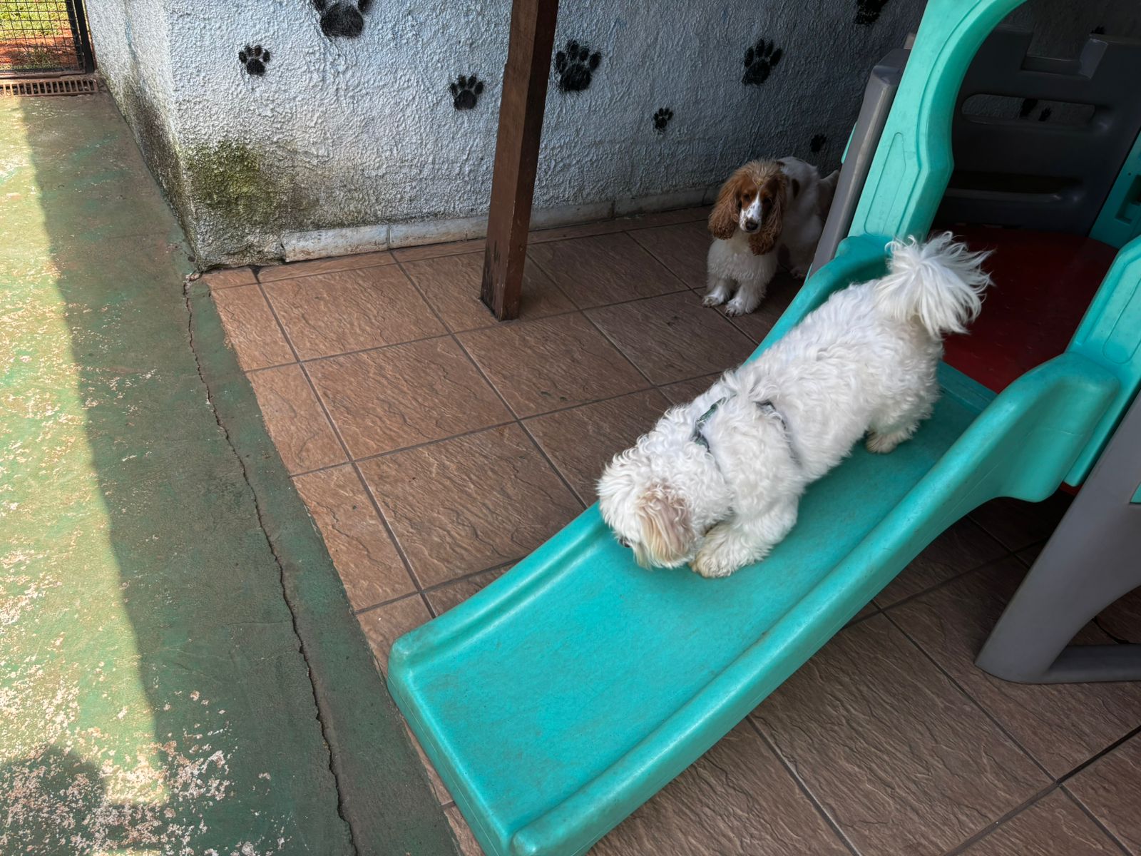 Foto do dia 01/04/2026 11:36  na clínica Animal House