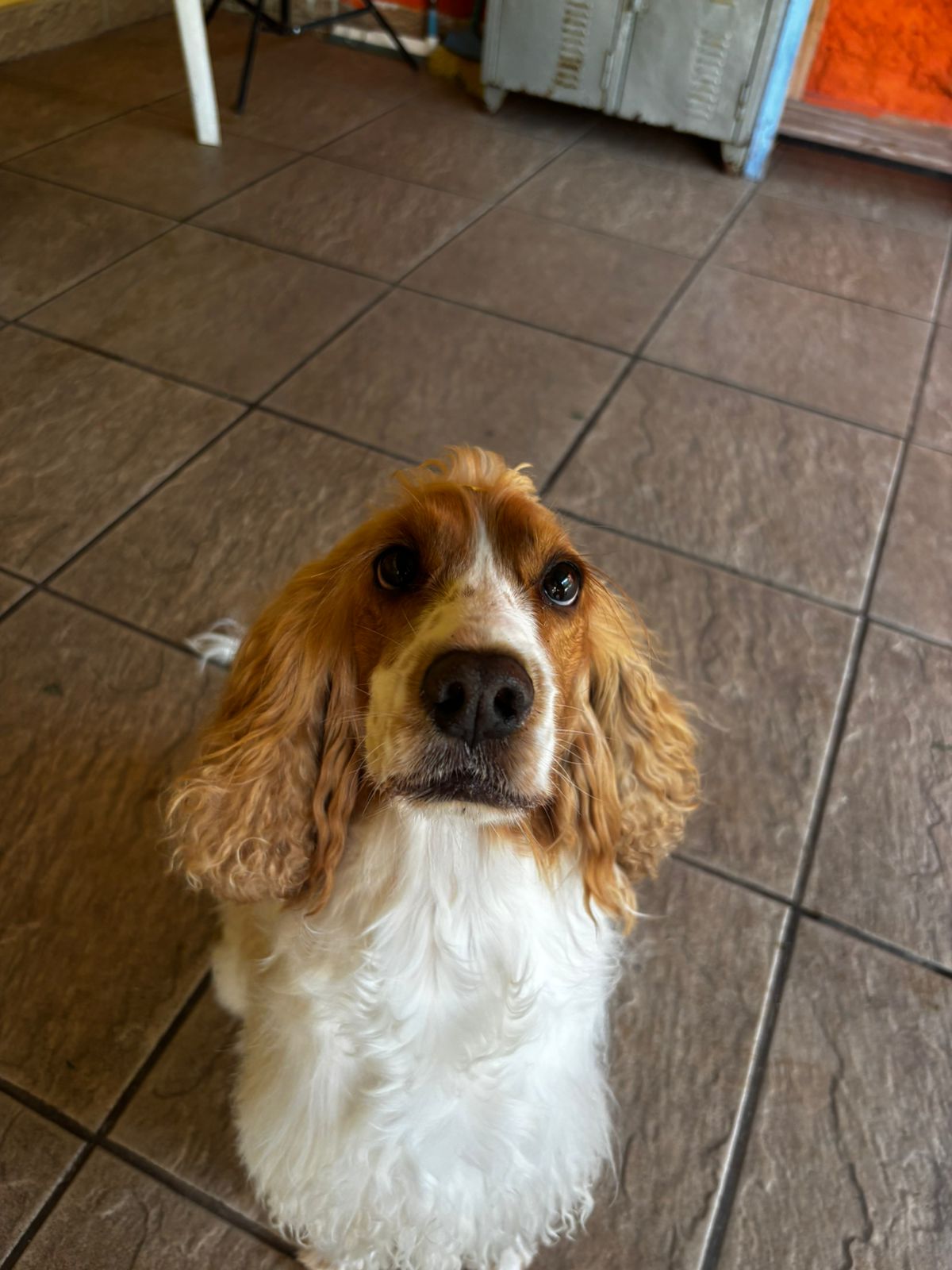 Foto do dia 01/04/2026 11:36  na clínica Animal House