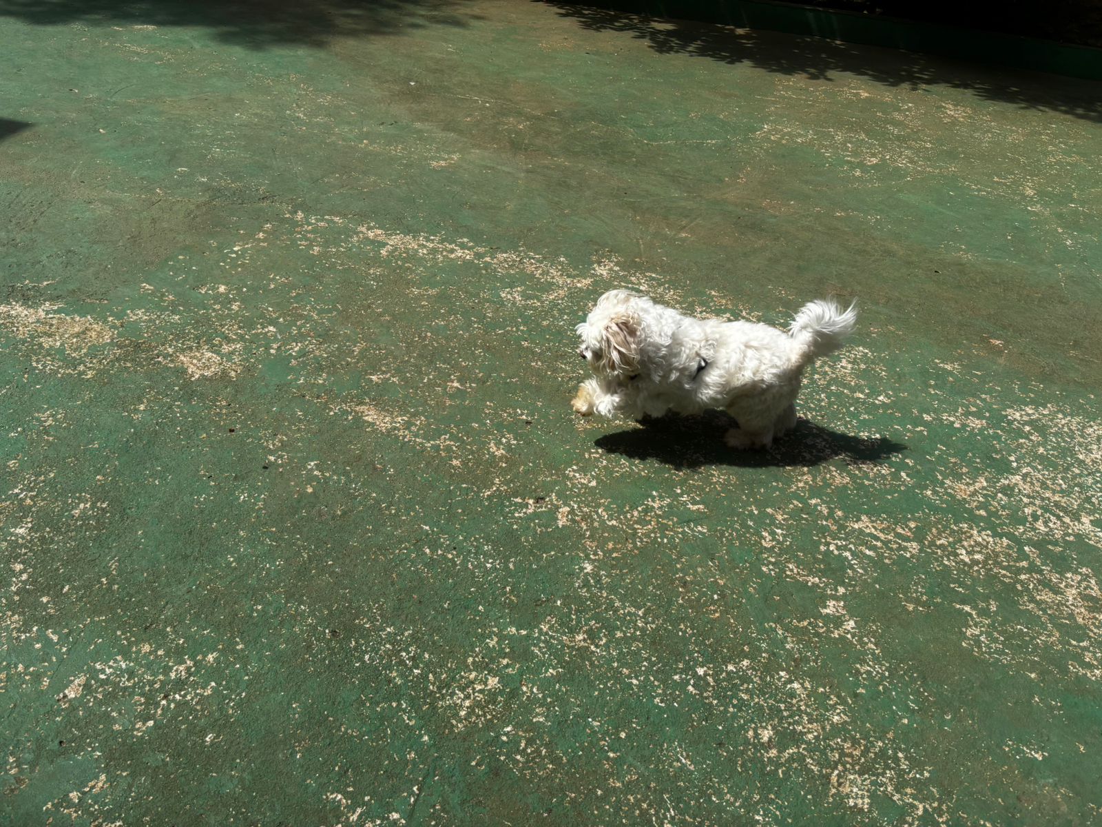 Foto do dia 01/04/2026 11:37  na clínica Animal House