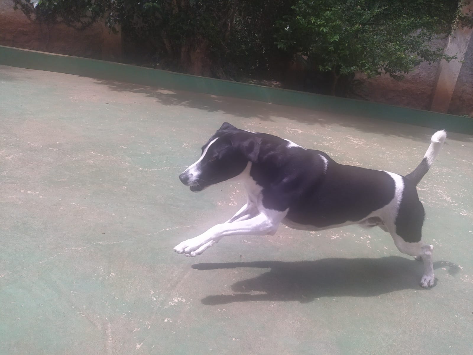 Foto do dia 01/04/2026 11:41  na clínica Animal House