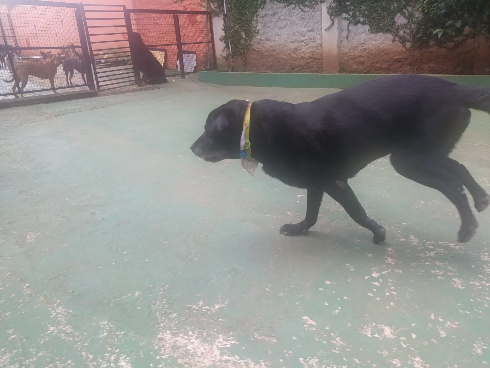 Foto do dia 01/04/2026 11:50  na clínica Animal House