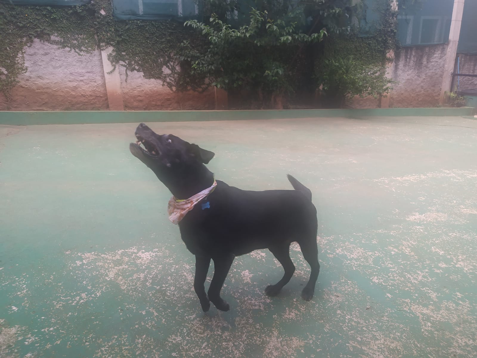 Foto do dia 01/04/2026 11:50  na clínica Animal House