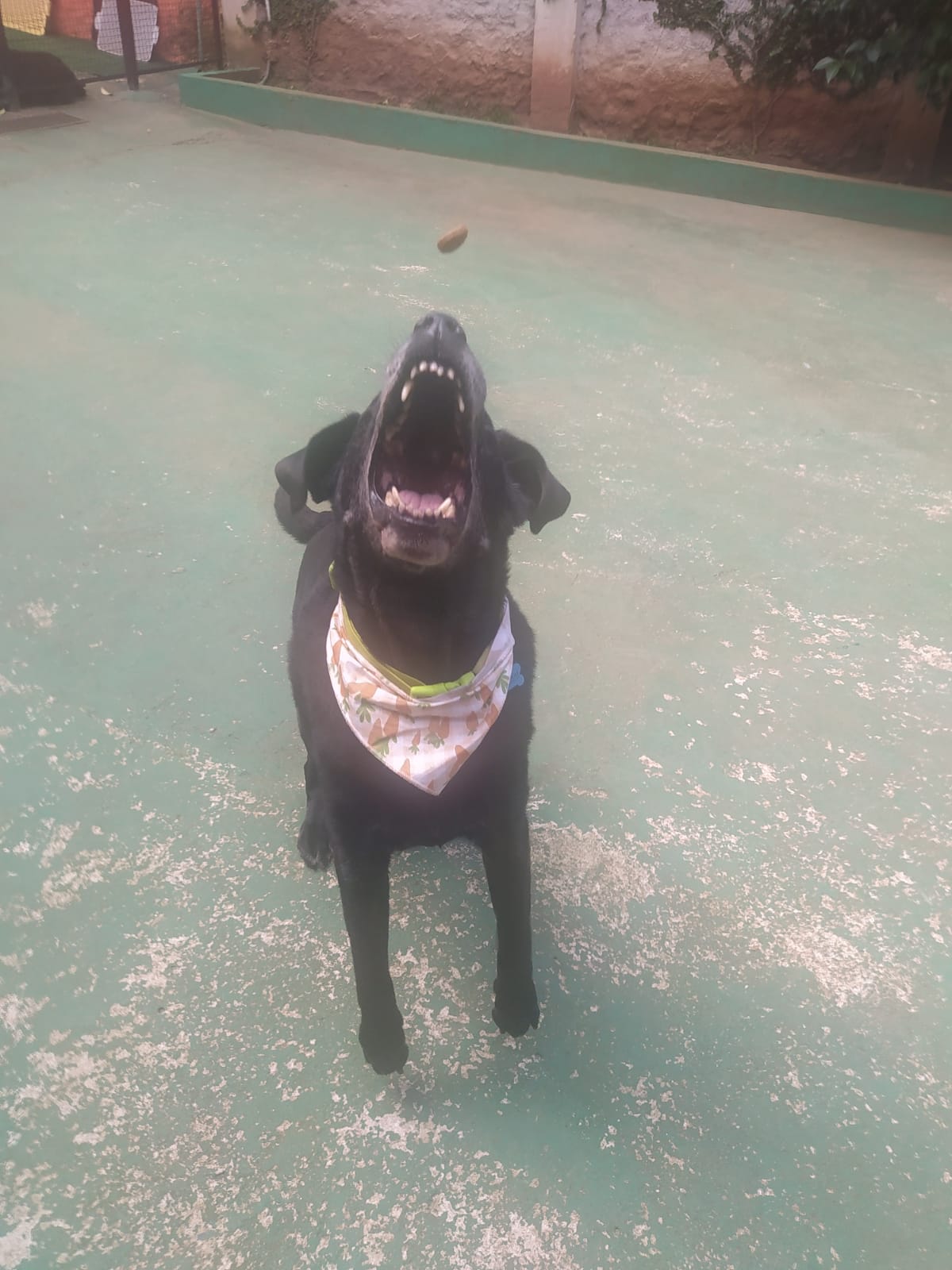 Foto do dia 01/04/2026 11:50  na clínica Animal House