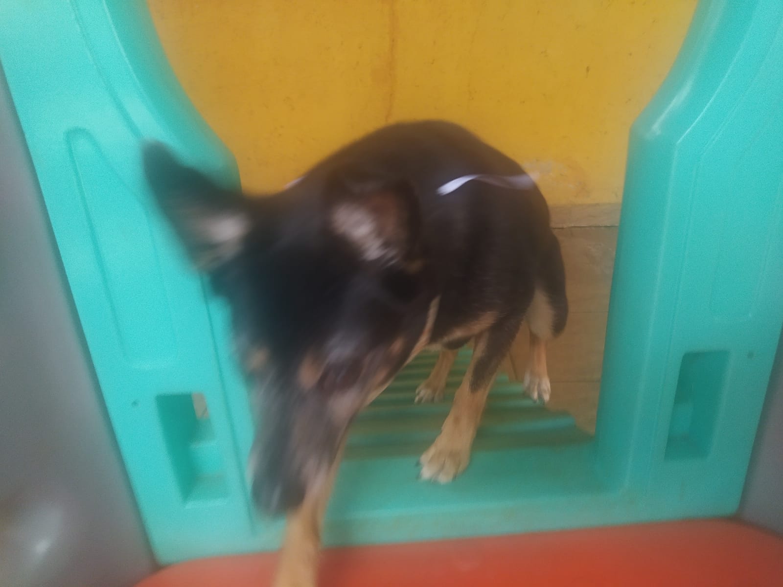 Foto do dia 01/04/2026 11:57  na clínica Animal House