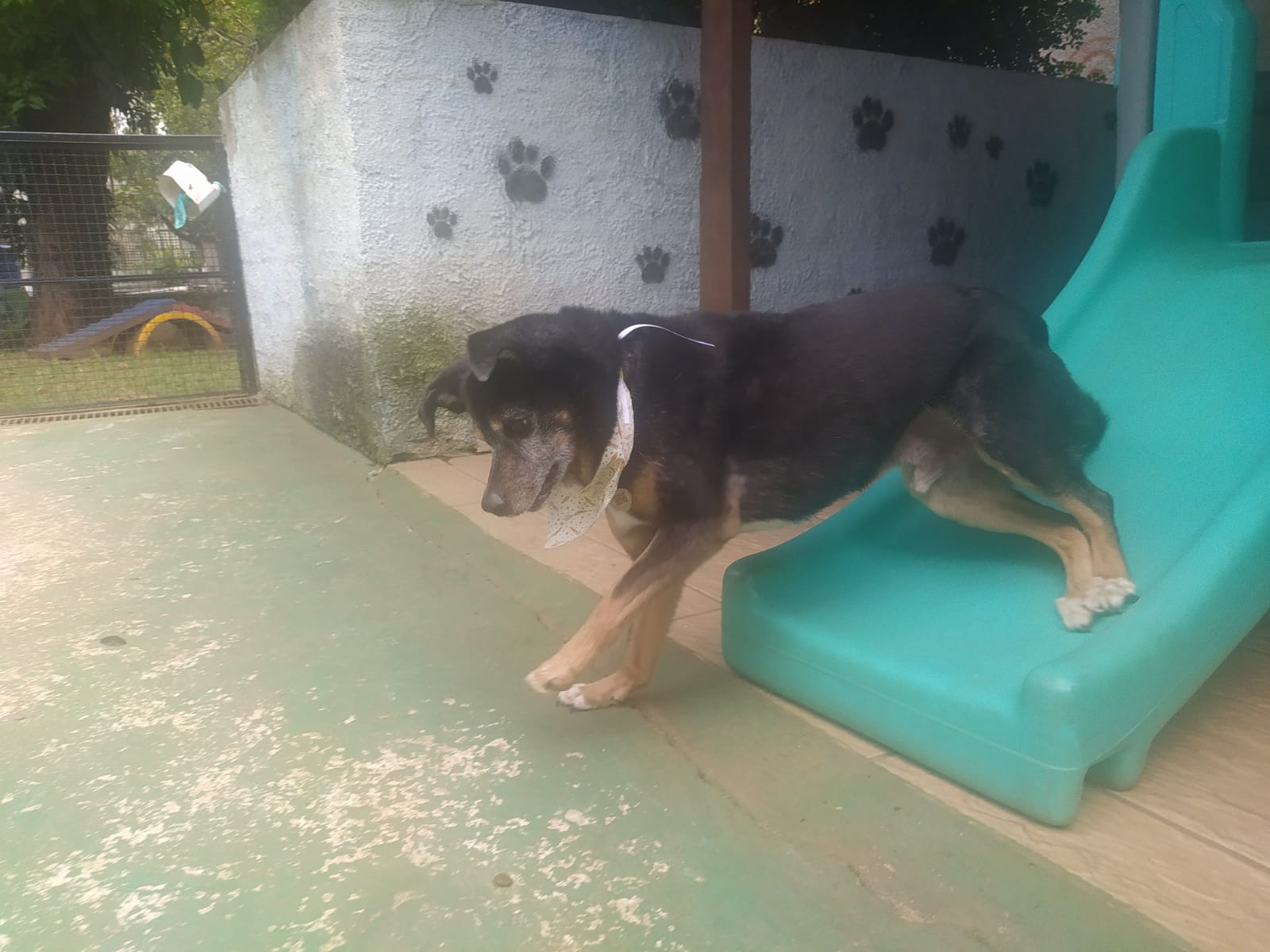 Foto do dia 01/04/2026 11:57  na clínica Animal House