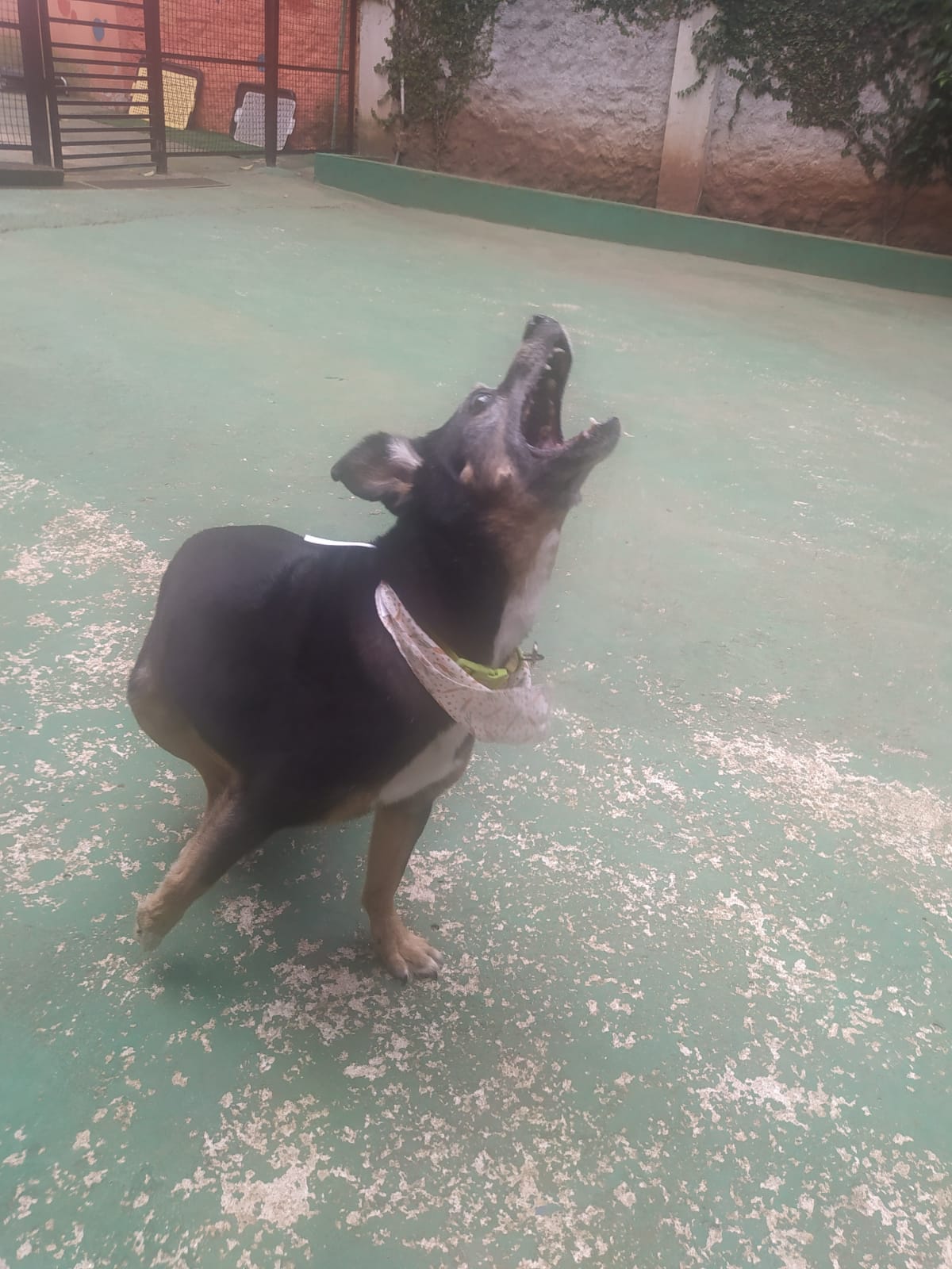 Foto do dia 01/04/2026 11:57  na clínica Animal House