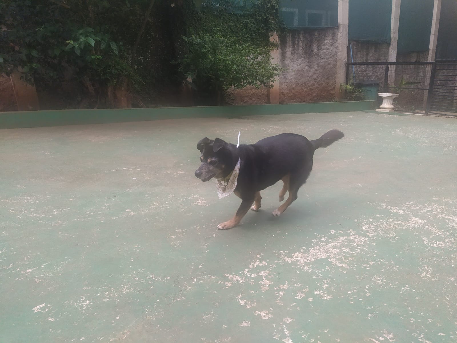 Foto do dia 01/04/2026 11:57  na clínica Animal House