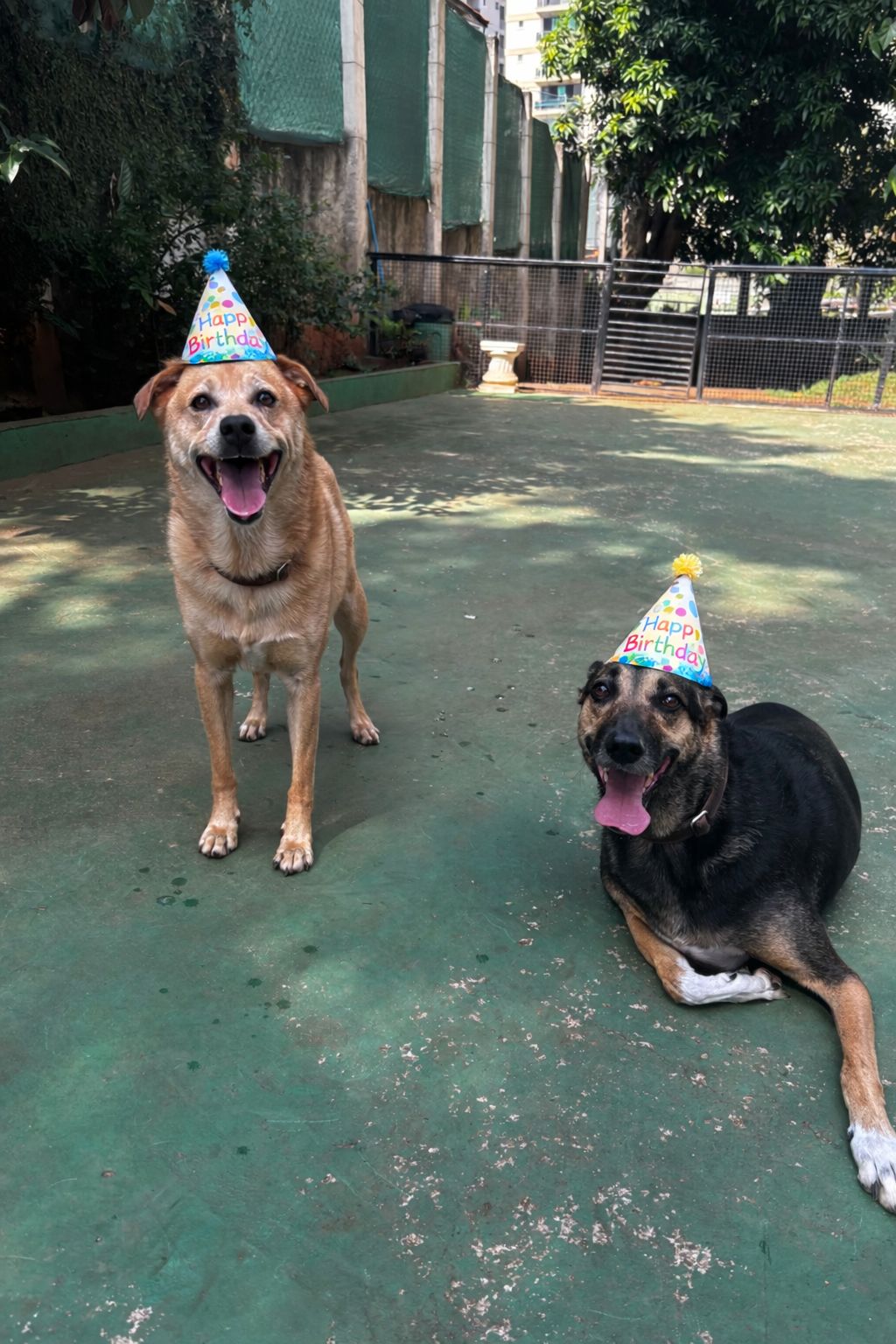 Foto do dia 01/04/2026 13:03  na clínica Animal House