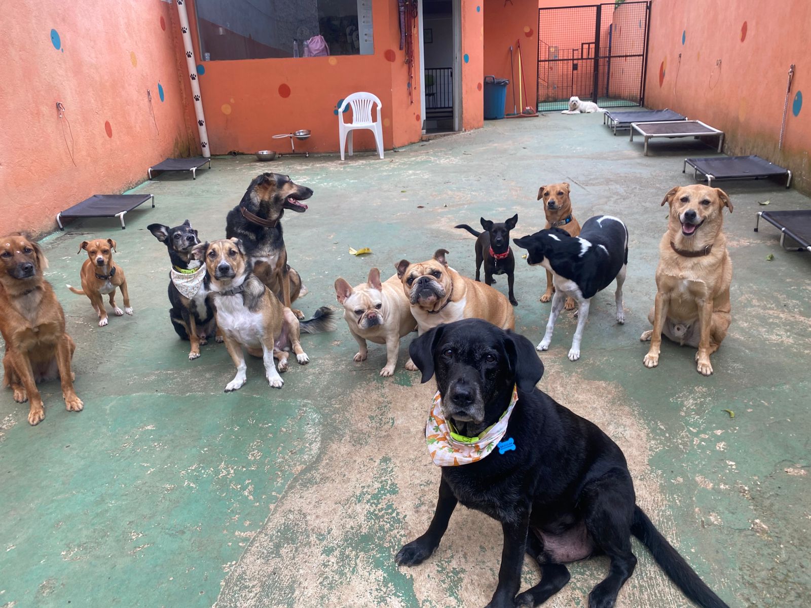 Foto do dia 01/04/2026 15:12  na clínica Animal House