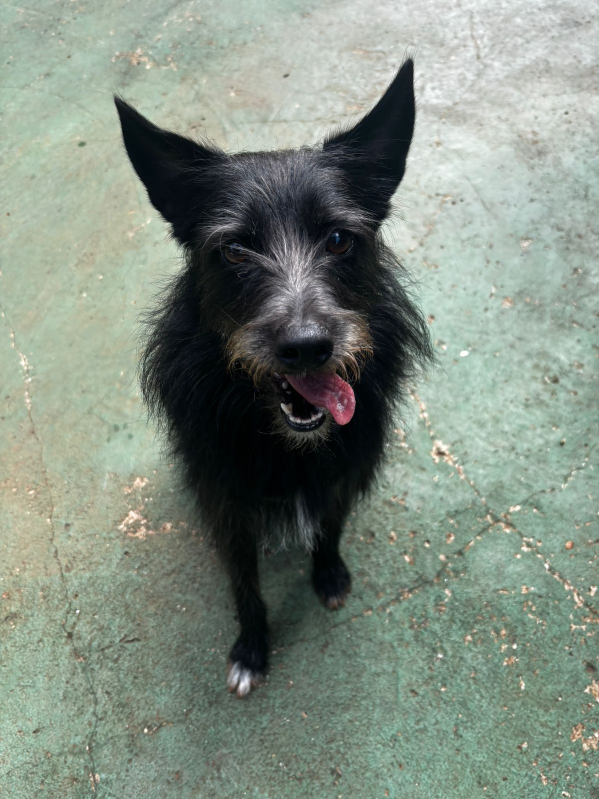 Foto do dia 02/04/2026 09:59  na clínica Animal House