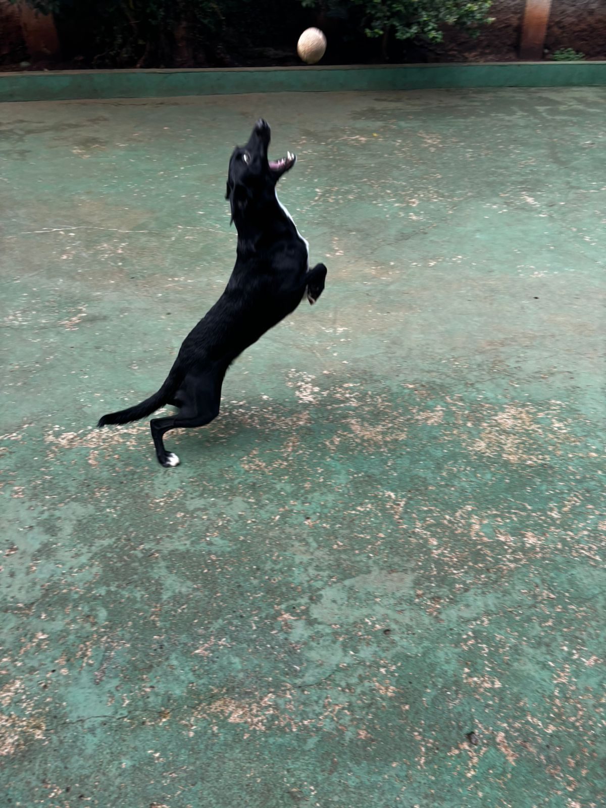 Foto do dia 02/04/2026 10:08  na clínica Animal House