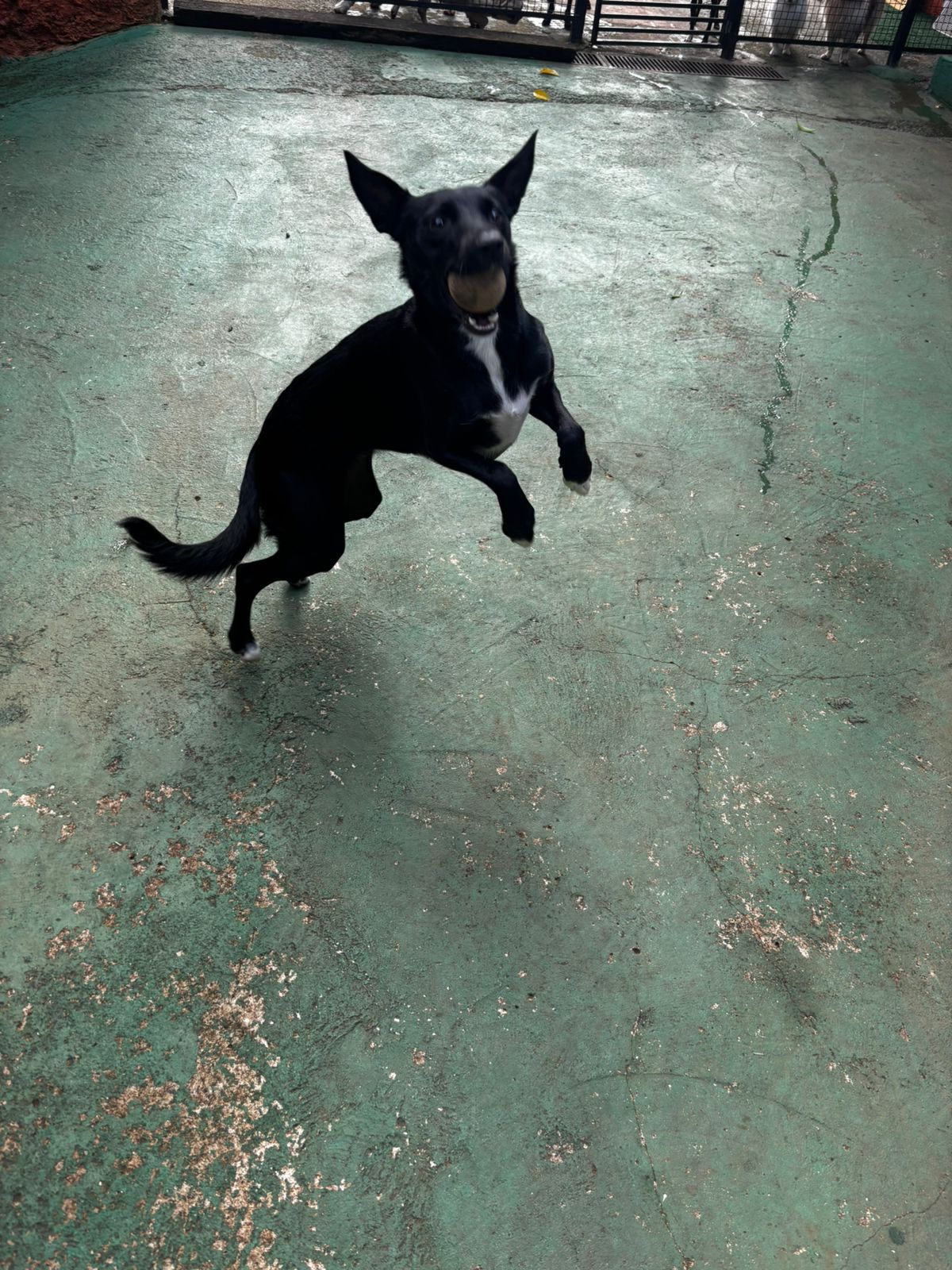 Foto do dia 02/04/2026 10:08  na clínica Animal House