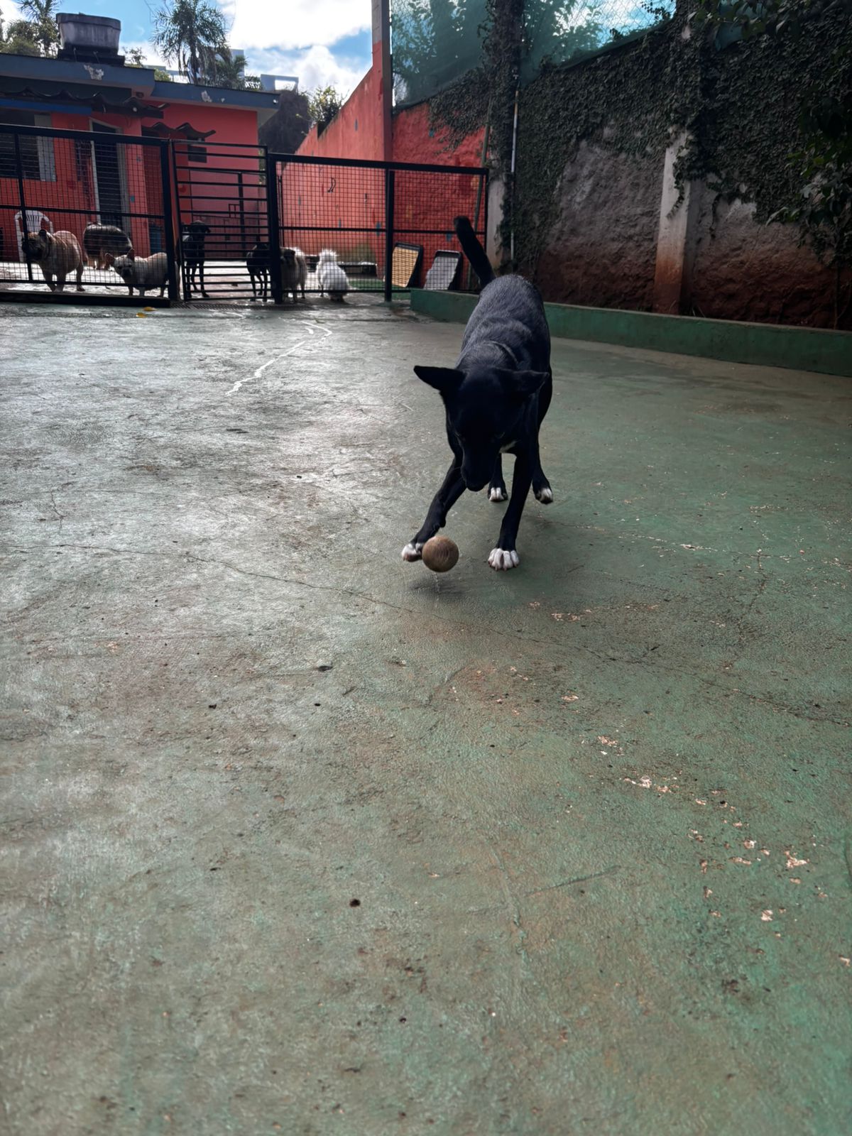 Foto do dia 02/04/2026 10:08  na clínica Animal House