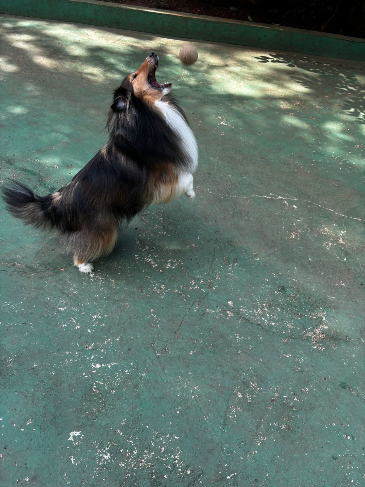 Foto do dia 02/04/2026 10:26  na clínica Animal House