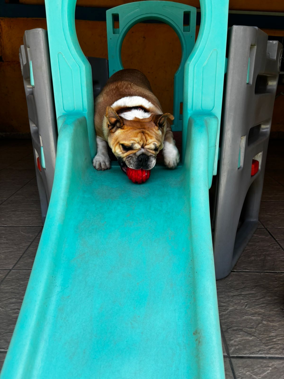 Foto do dia 02/04/2026 11:02  na clínica Animal House