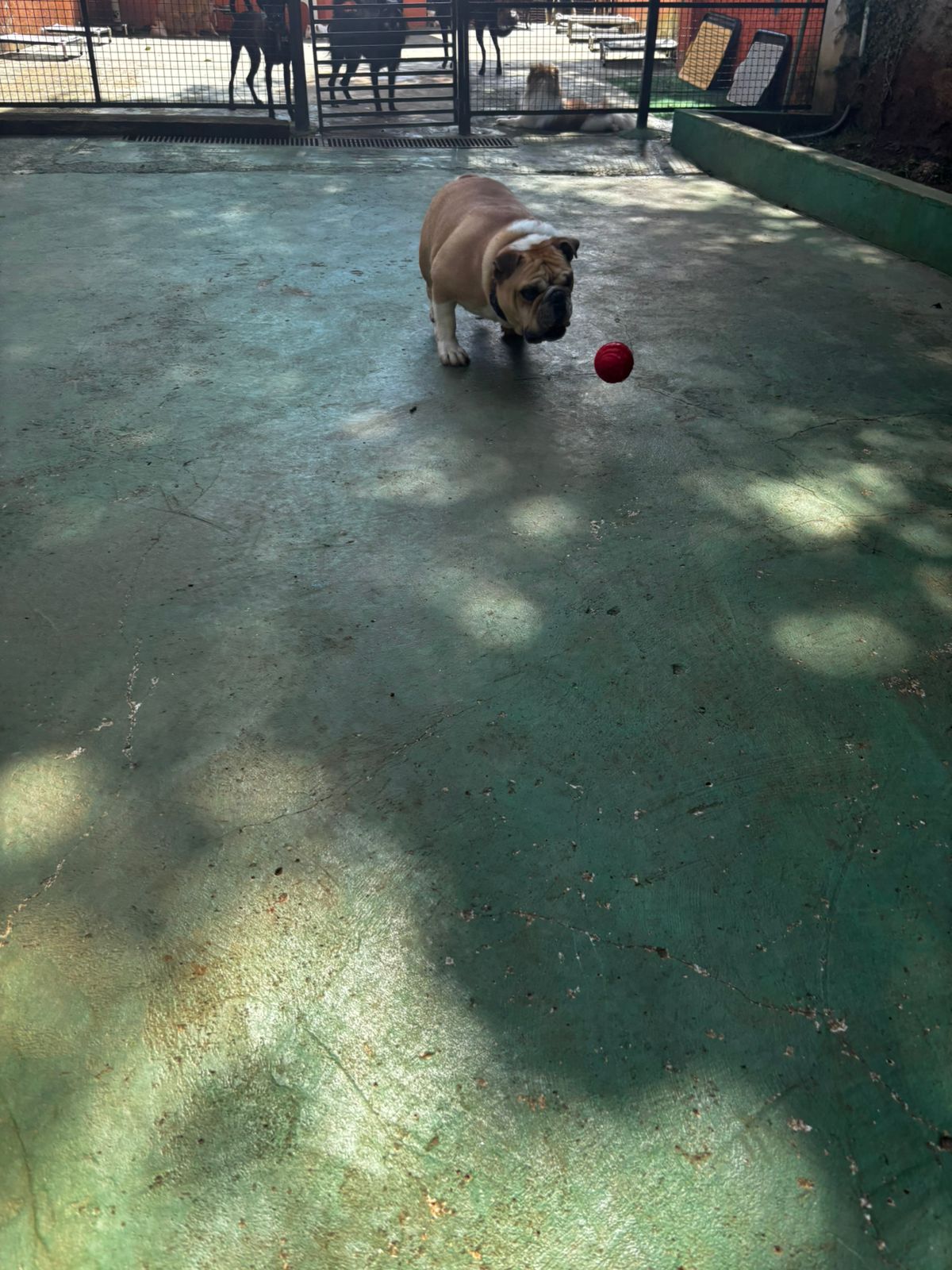 Foto do dia 02/04/2026 11:02  na clínica Animal House