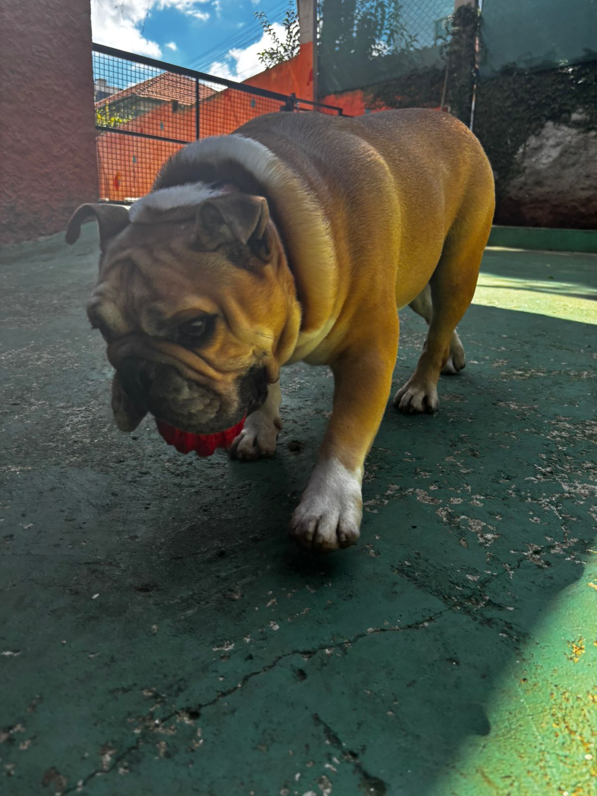 Foto do dia 02/04/2026 11:02  na clínica Animal House