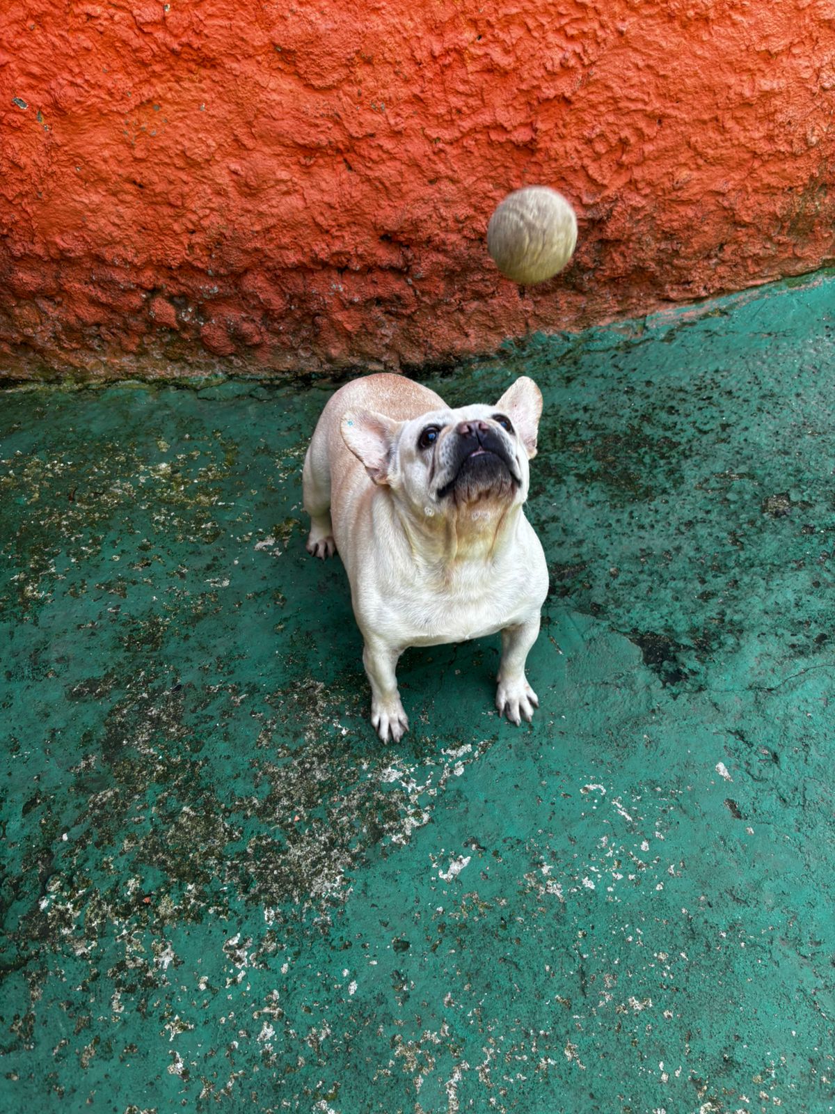 Foto do dia 02/04/2026 11:03  na clínica Animal House