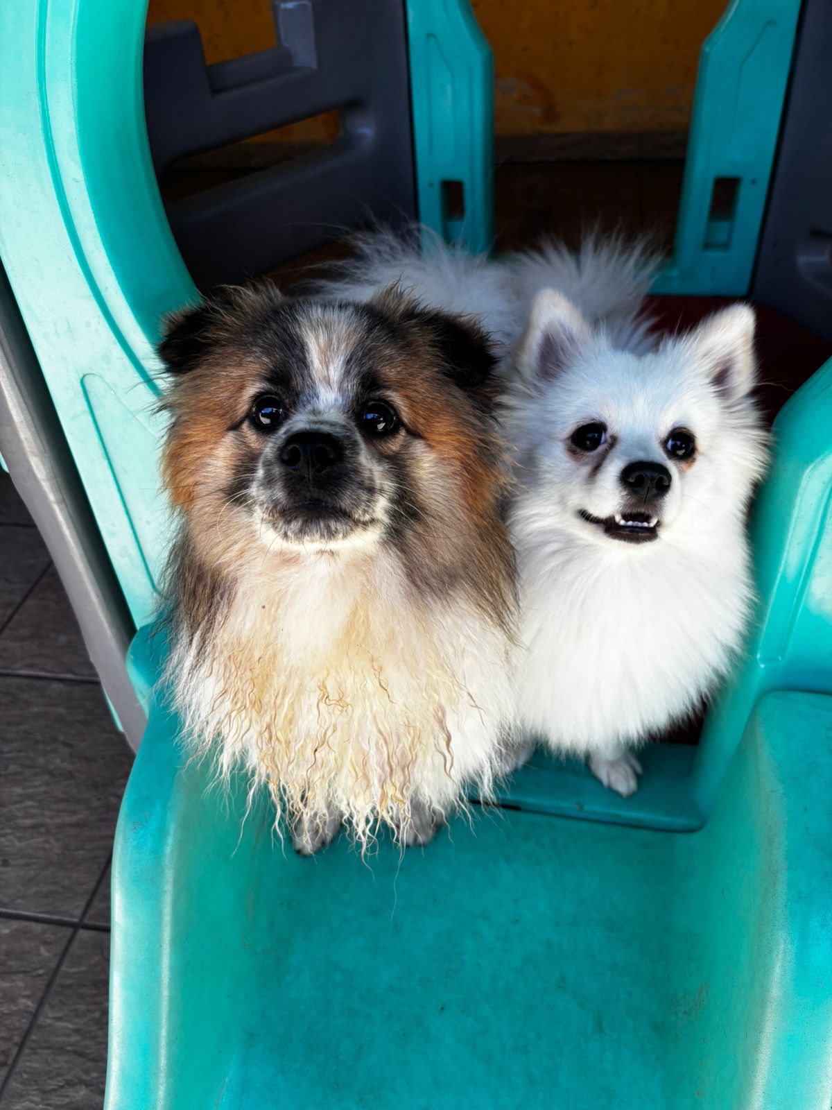 Bethoveen Jorge e Luna Claudina