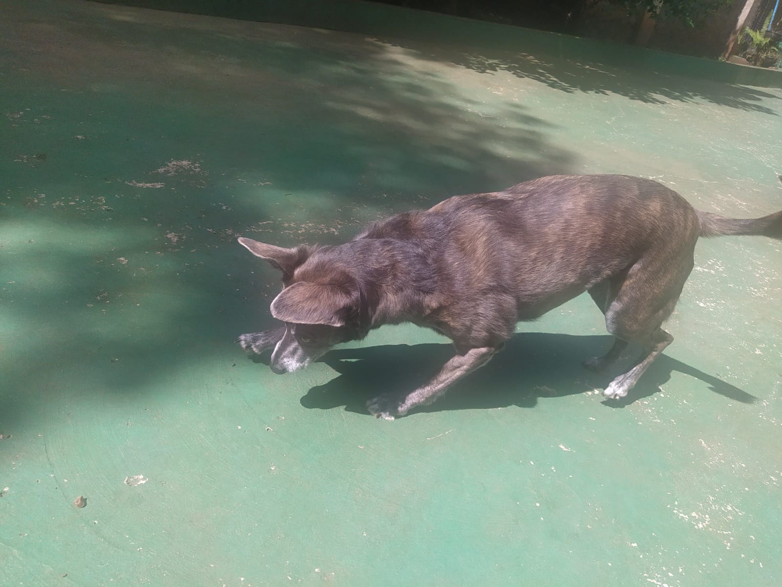 Foto do dia 02/04/2026 11:22  na clínica Animal House